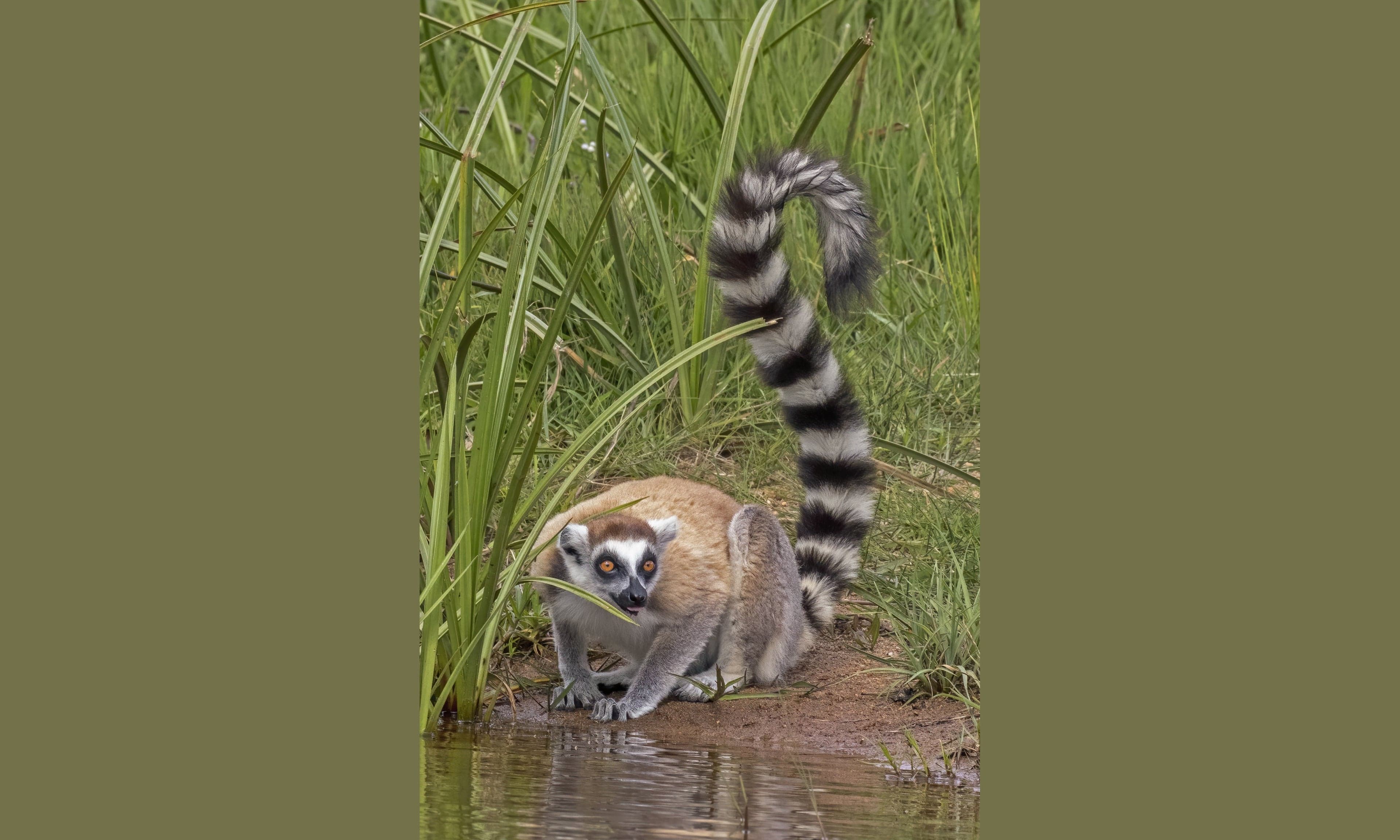 A ring-tailed lemur sitting on a branch with its long striped tail curled around it