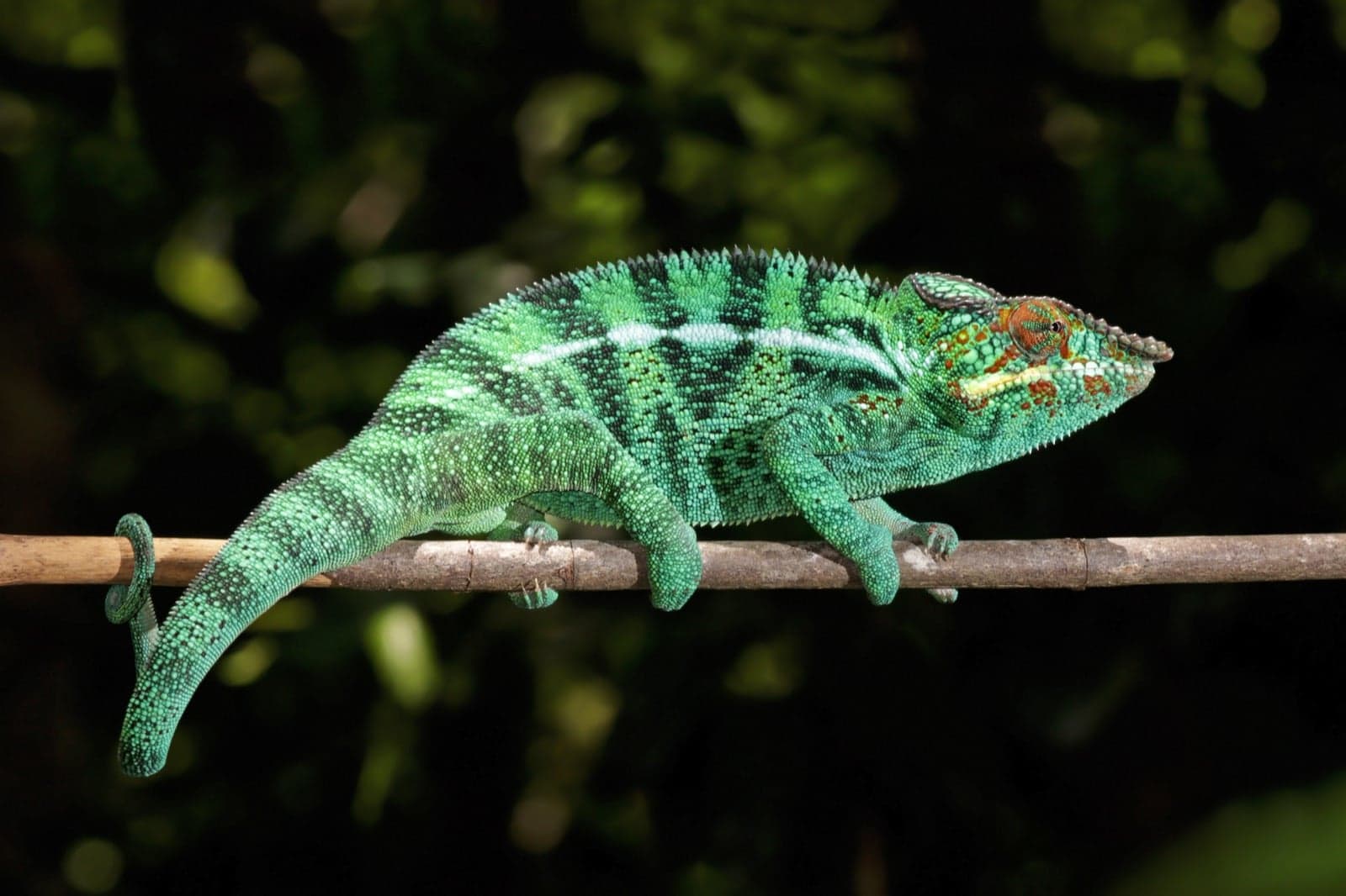 A panther chameleon glowing with bright blue, red and yellow markings