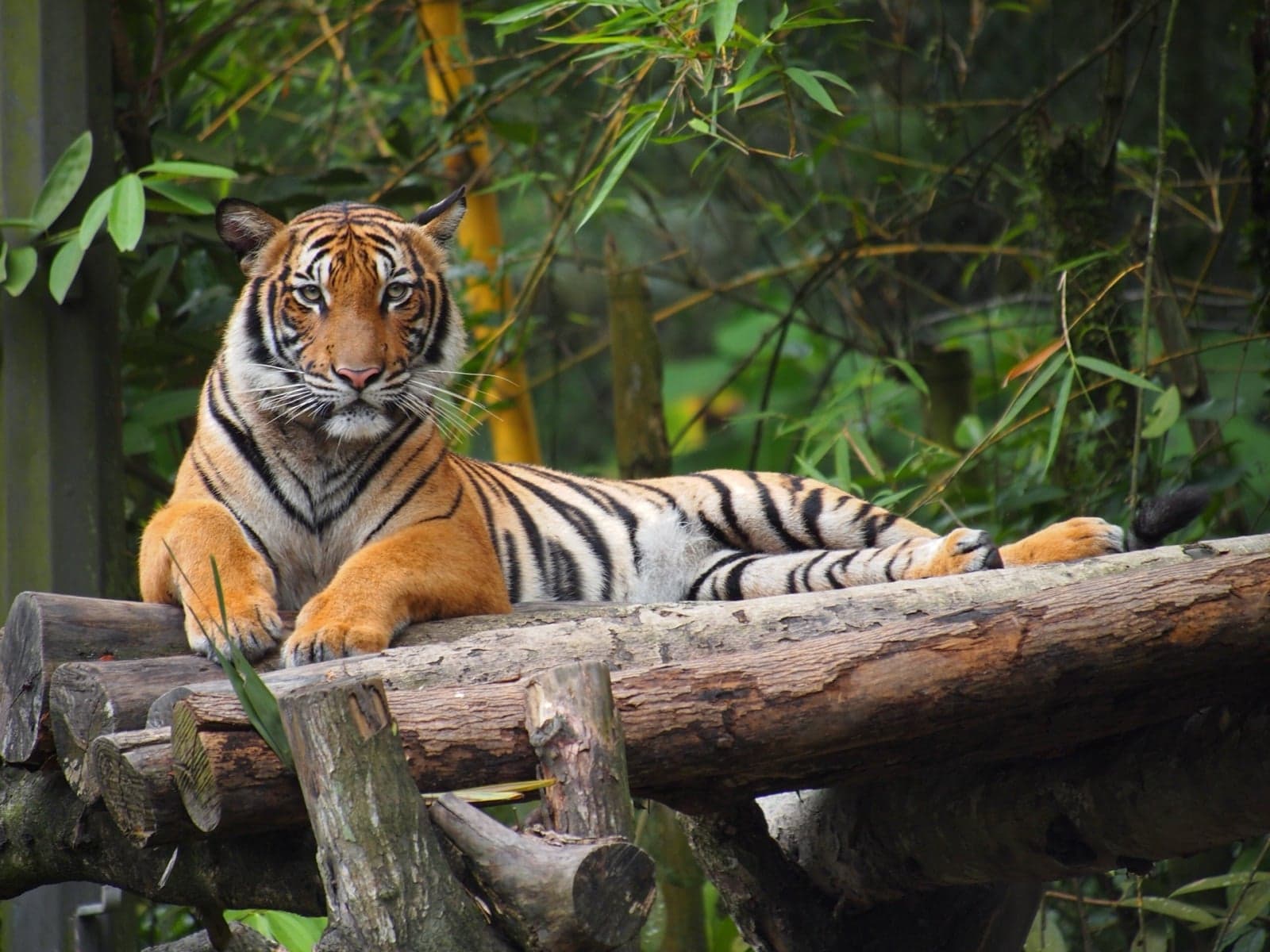 A Malayan tiger walking through dense green Malaysian rainforest