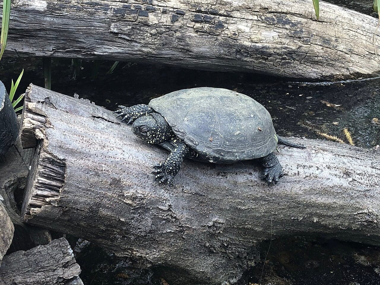 A small dark Maltese pond turtle sitting on a wet rock