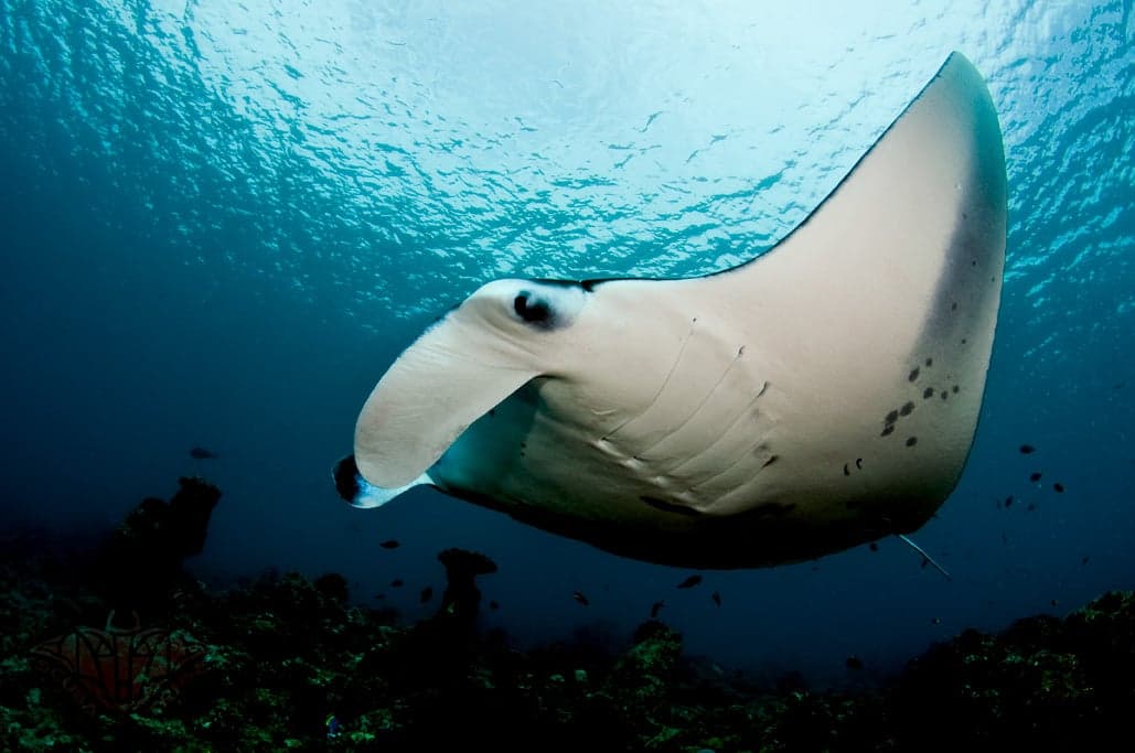 A large manta ray gliding through clear blue water with its wide flat wings spread wide