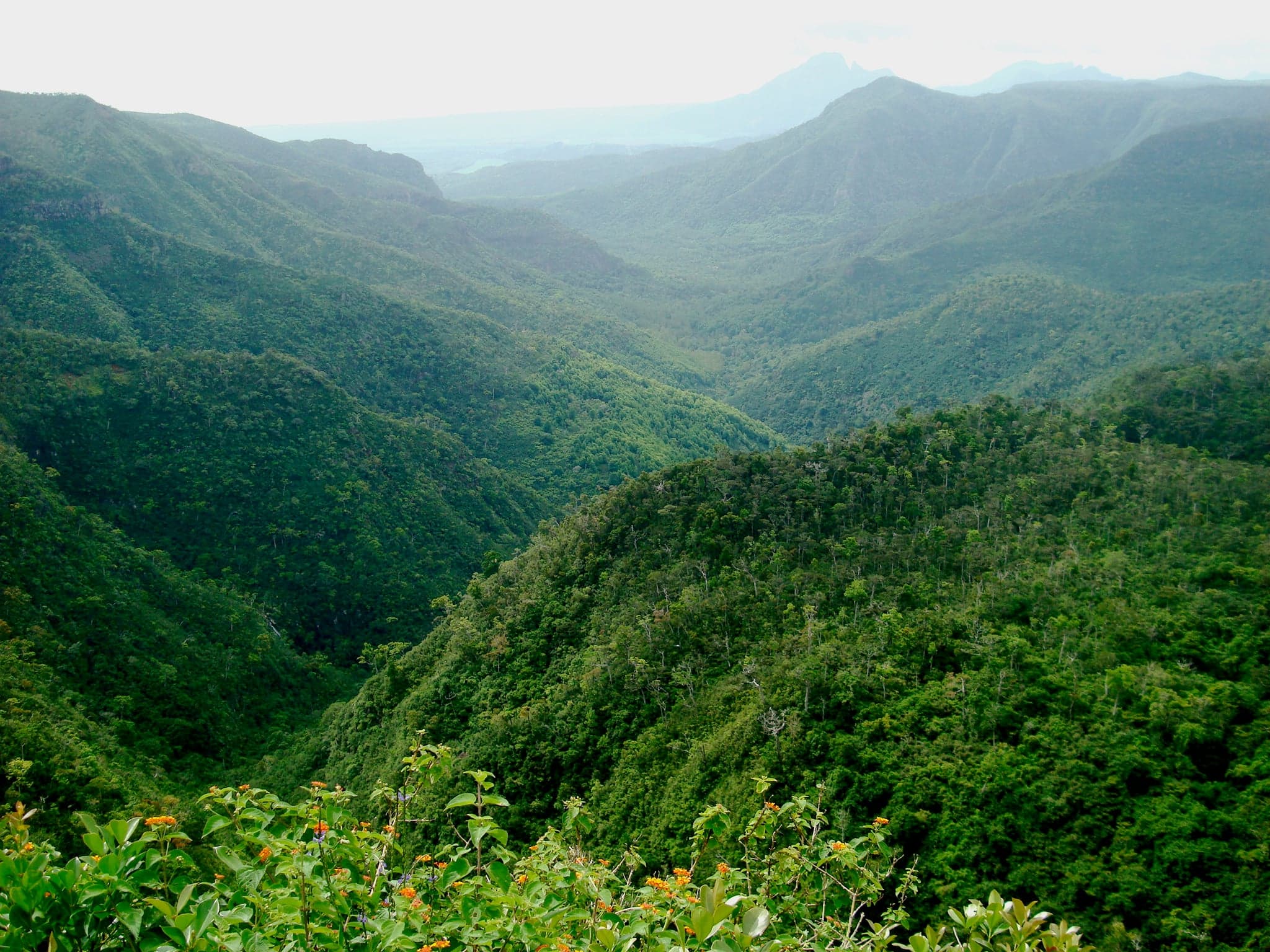 Green forested gorges inside Black River Gorges National Park, Mauritius