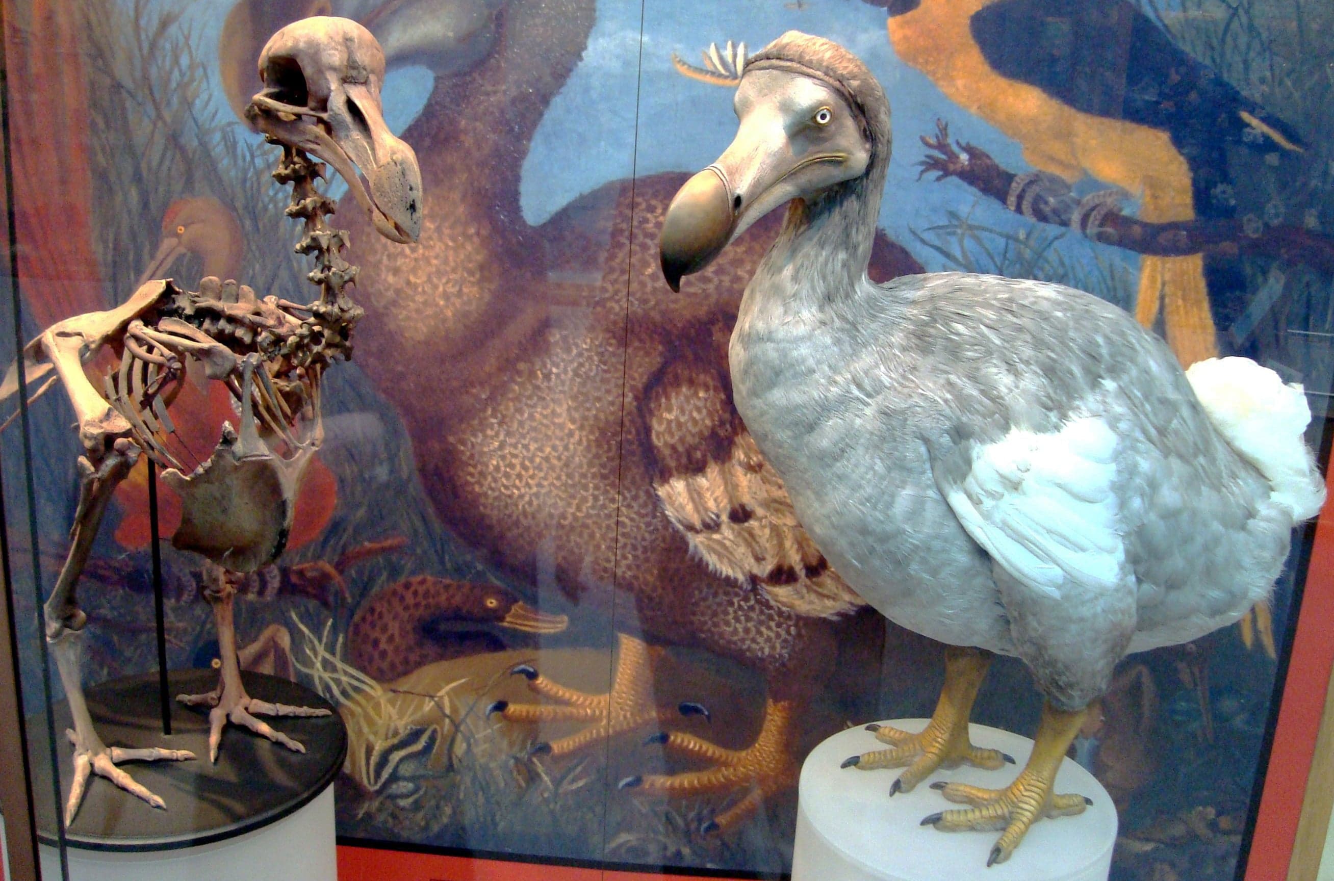 An illustration of a dodo bird - a large, round, flightless bird with a hooked beak