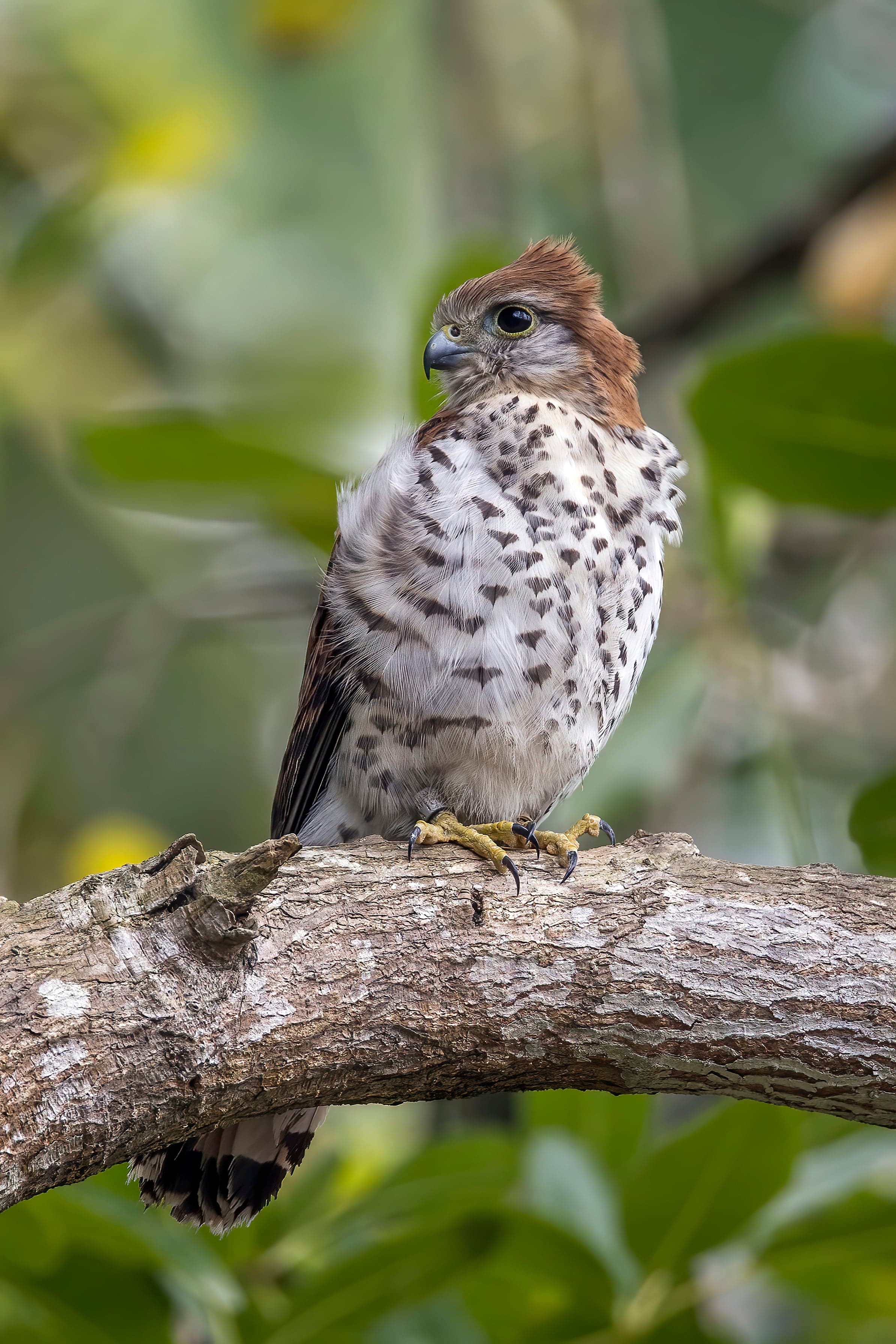 A Mauritius kestrel perched on a branch, showing its spotted brown and cream feathers