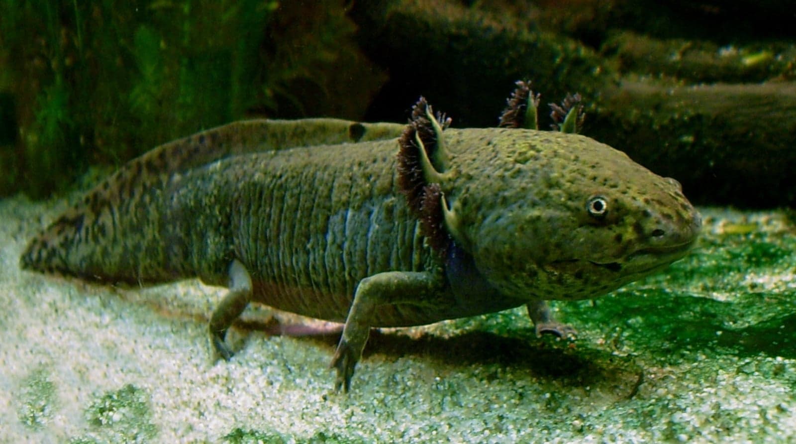 A dark-spotted axolotl with feathery gills standing on the sand of a tank