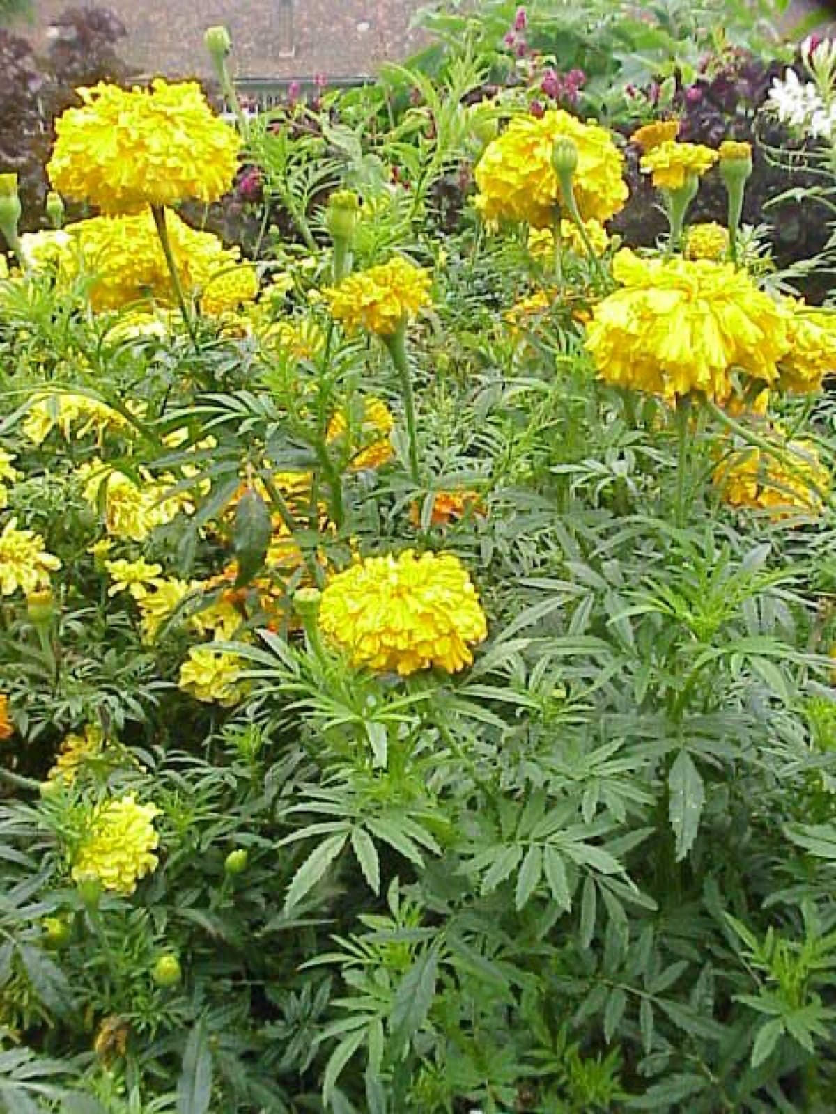 A garden full of bright yellow marigold flowers in bloom