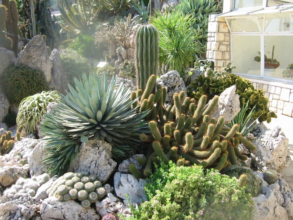 Tall cacti and succulent plants growing on the clifftop of the Jardin Exotique with the sea below