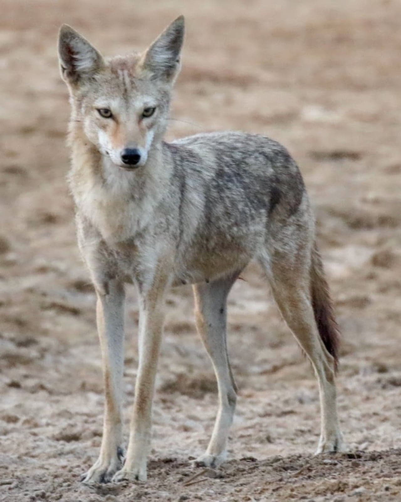 An African golden wolf with sandy coat walking across rocky scrubland
