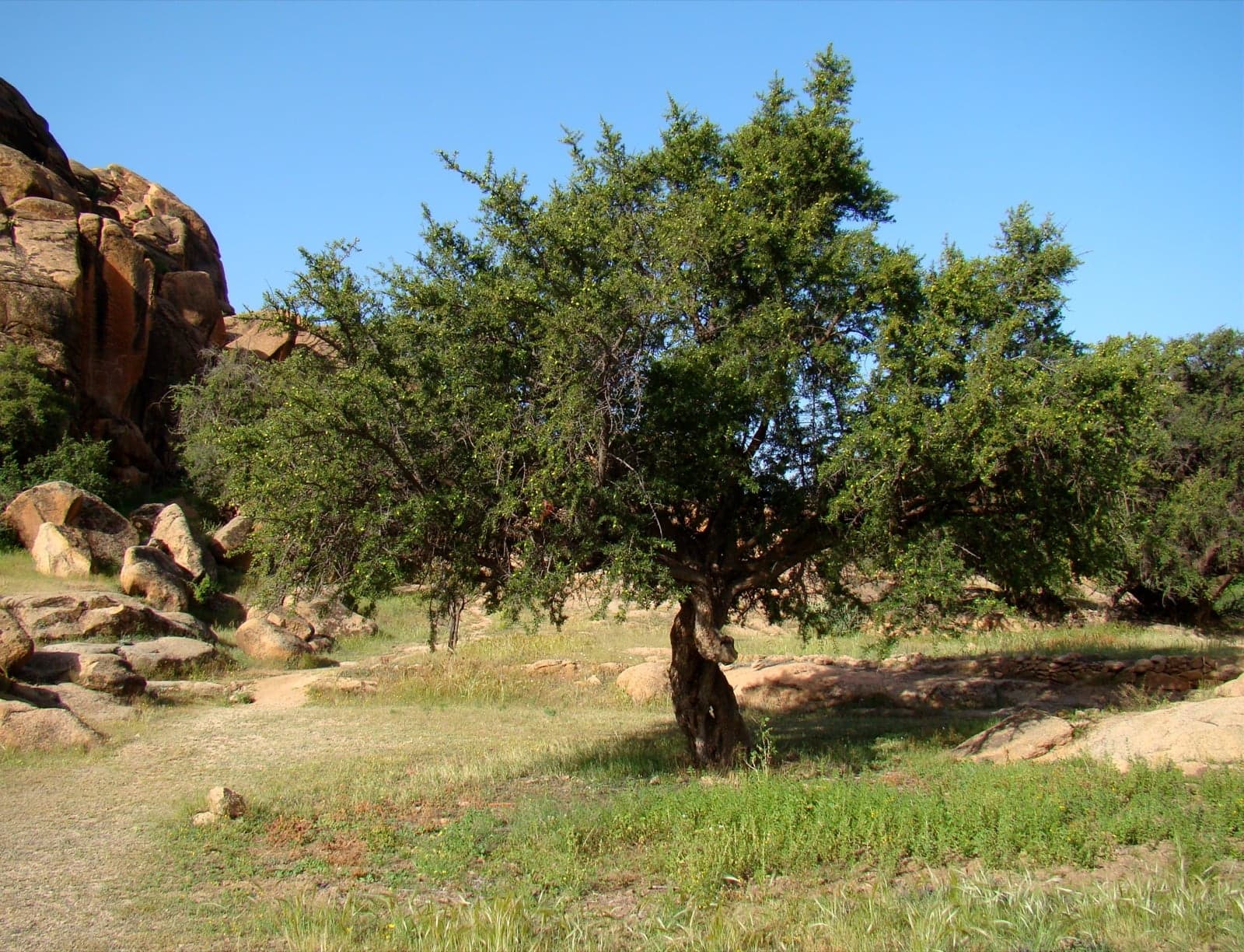 A spiky argan tree standing in the dry rocky landscape of south-west Morocco