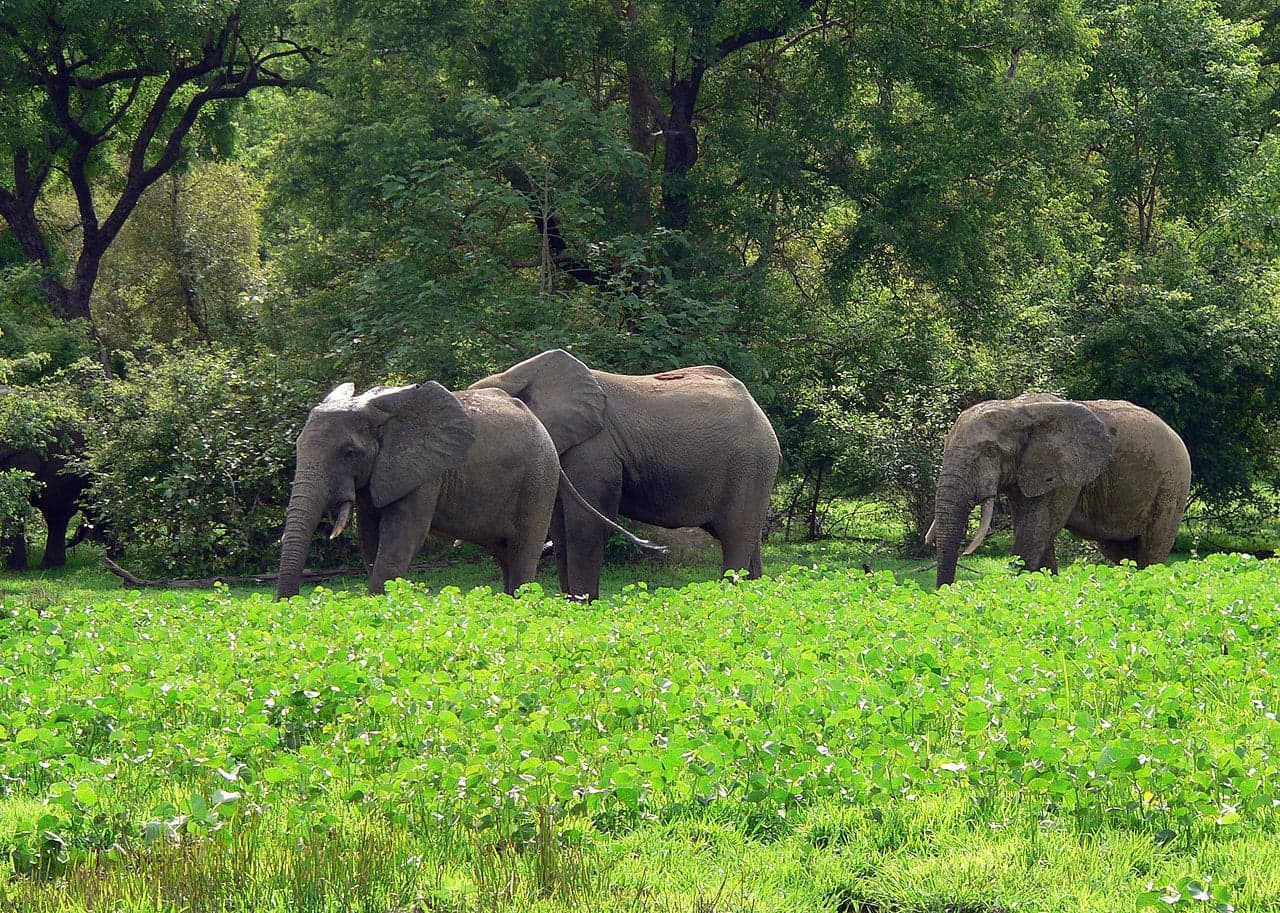 A herd of African elephants walking across the golden savanna of Niassa Reserve