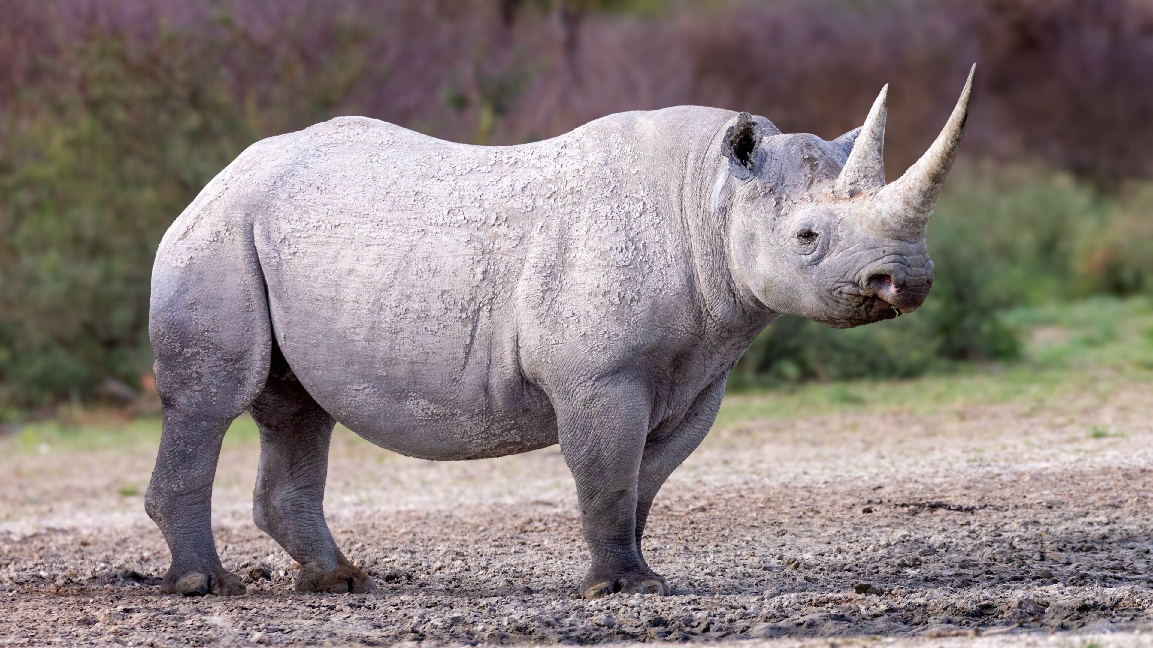 A black rhino walks across a rocky desert landscape in Namibia