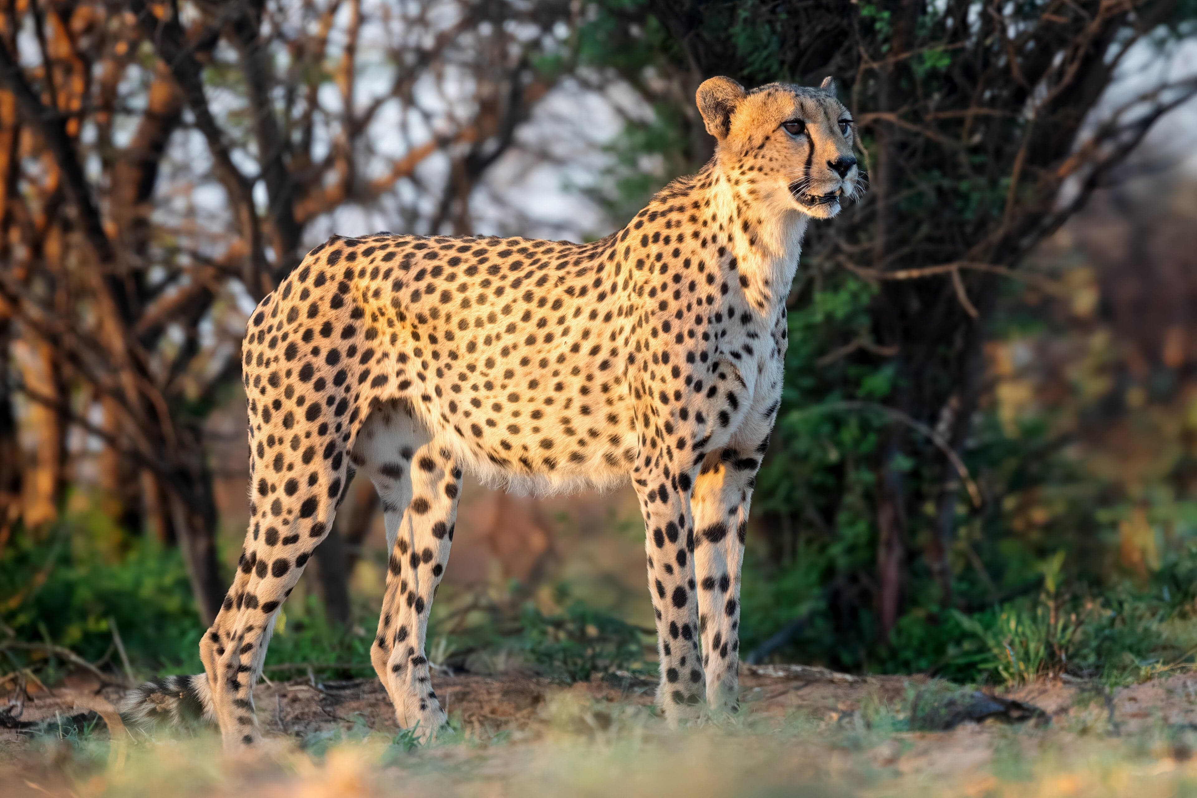A cheetah sits upright on a termite mound scanning the savanna landscape