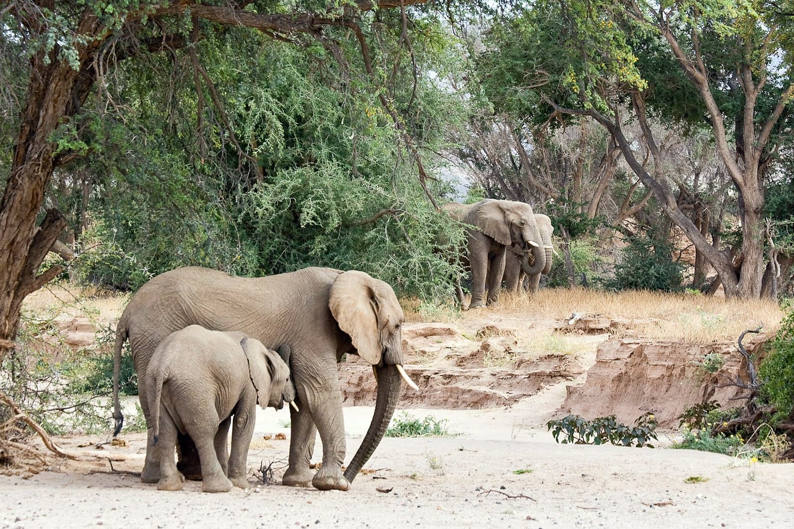 A group of elephants walk across a dry sandy riverbed in the Namibian desert