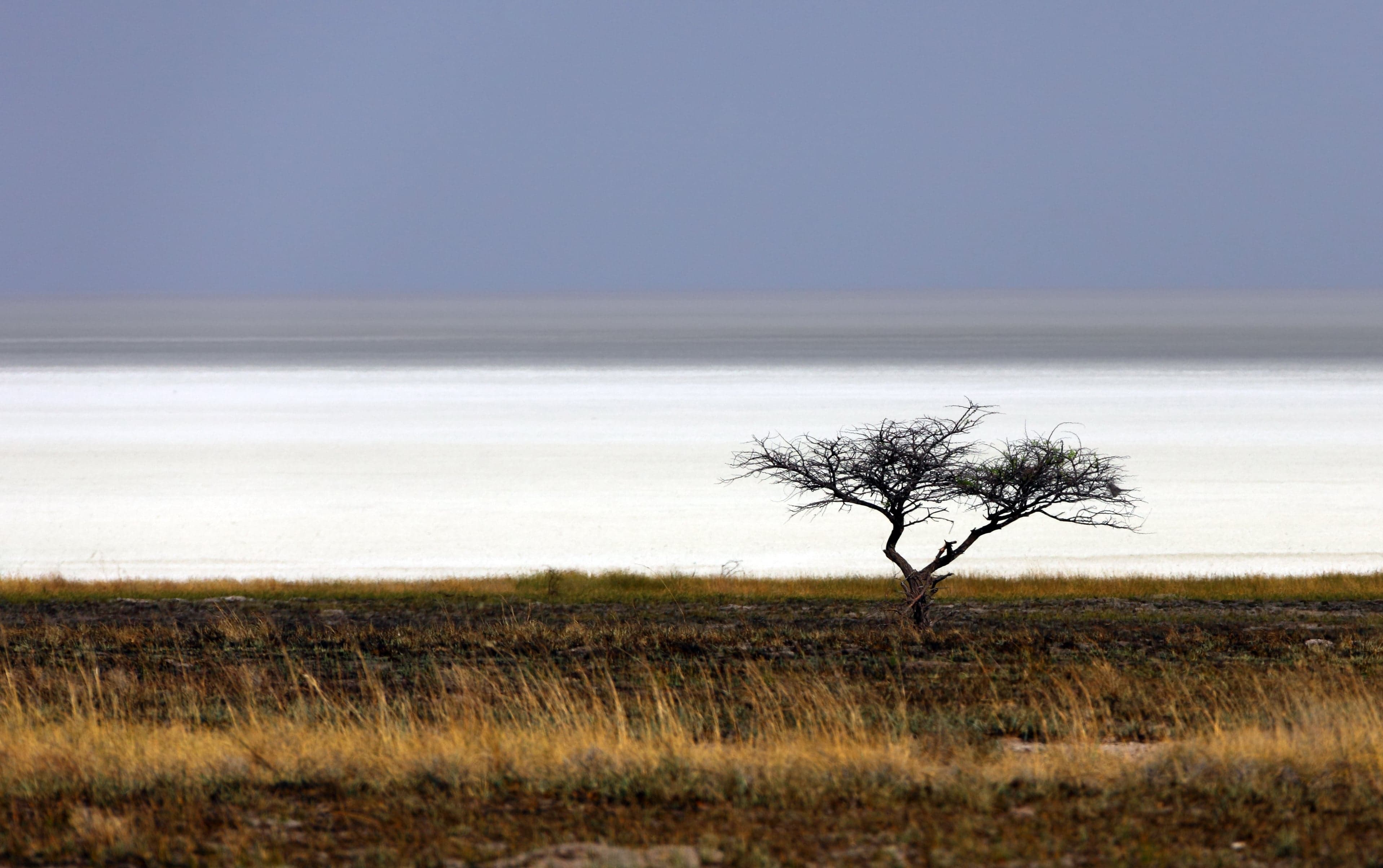 A huge flat white salt pan stretches to the horizon with a herd of zebra nearby