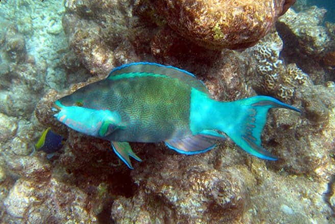 A bright blue and green parrotfish swimming over coral reef in clear tropical water