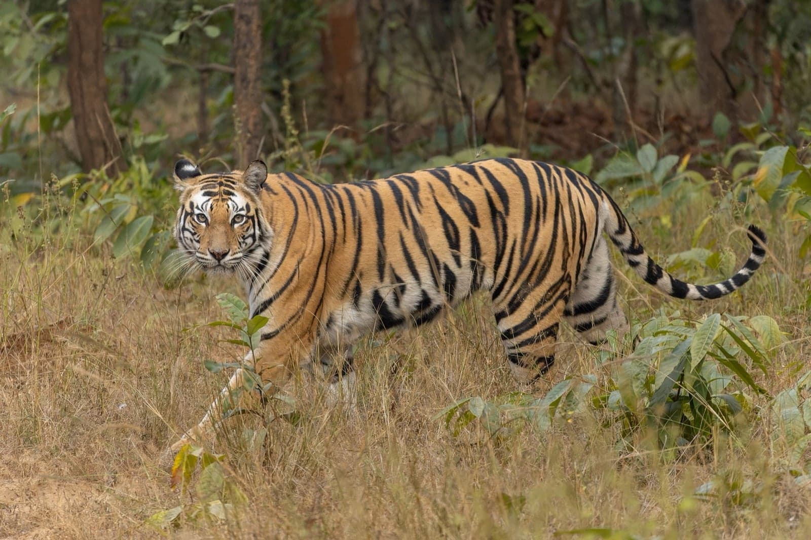 A Bengal tiger walking through tall golden grass