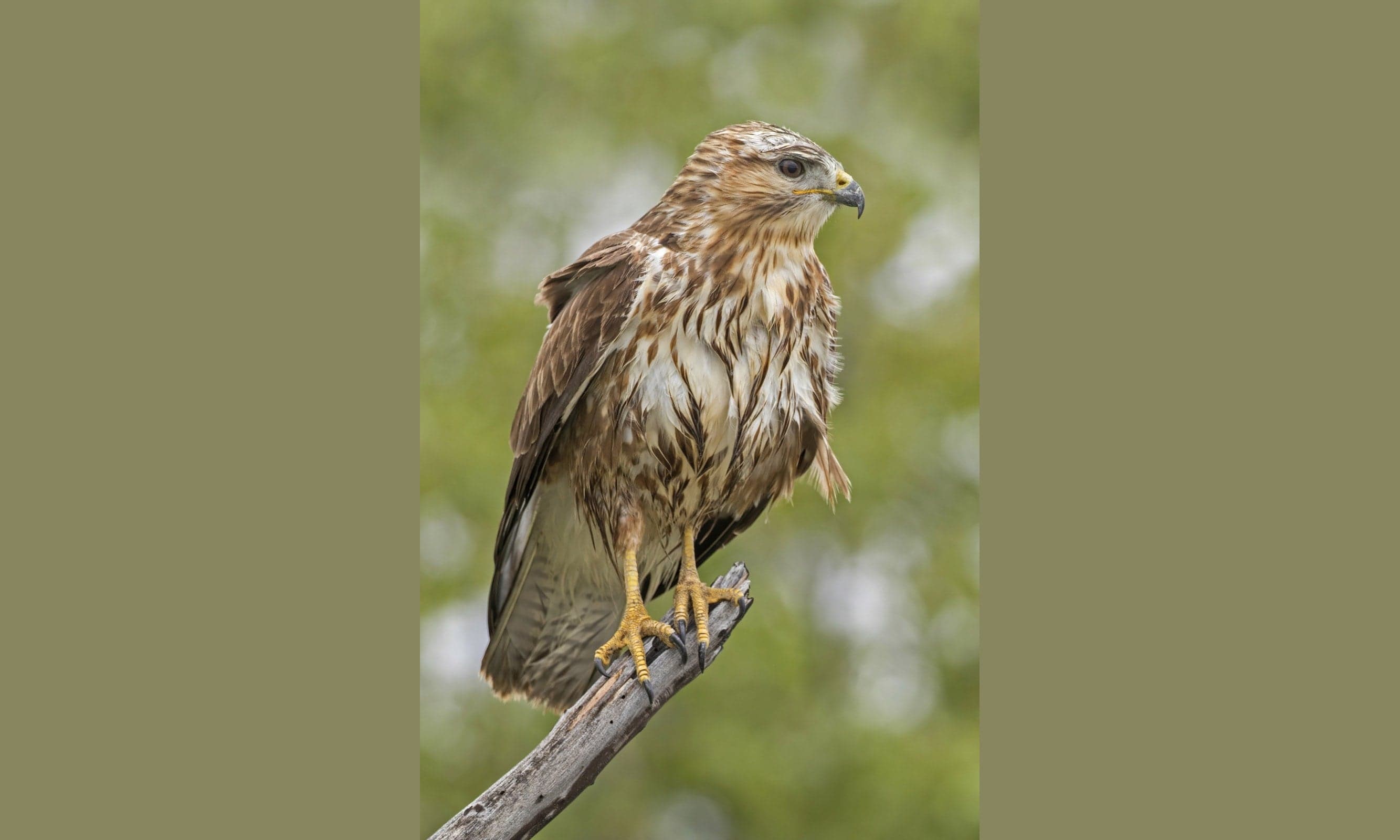 A common buzzard soaring with wings spread against a cloudy Dutch sky
