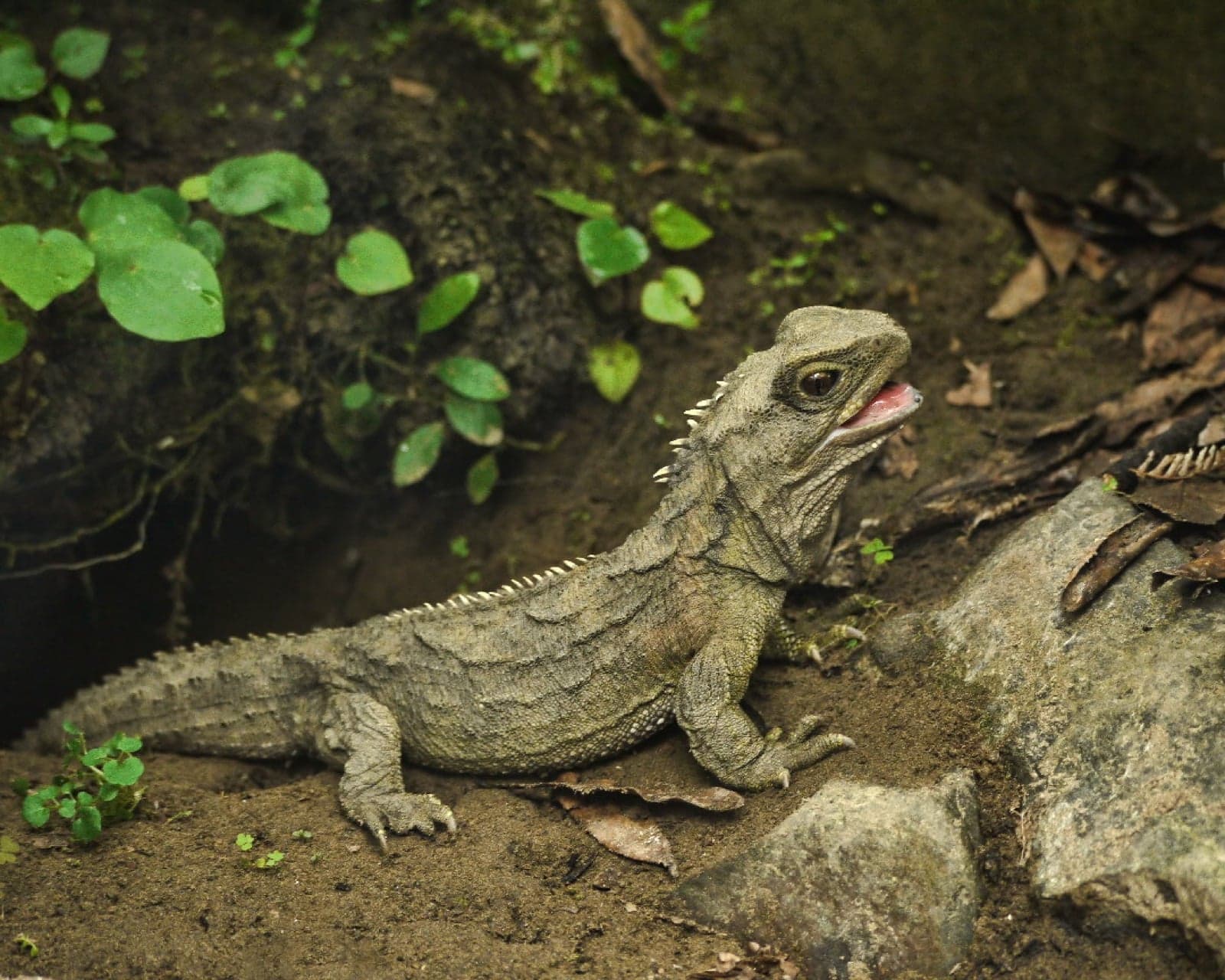 A tuatara reptile, looking like a small spiky lizard, resting on a rock