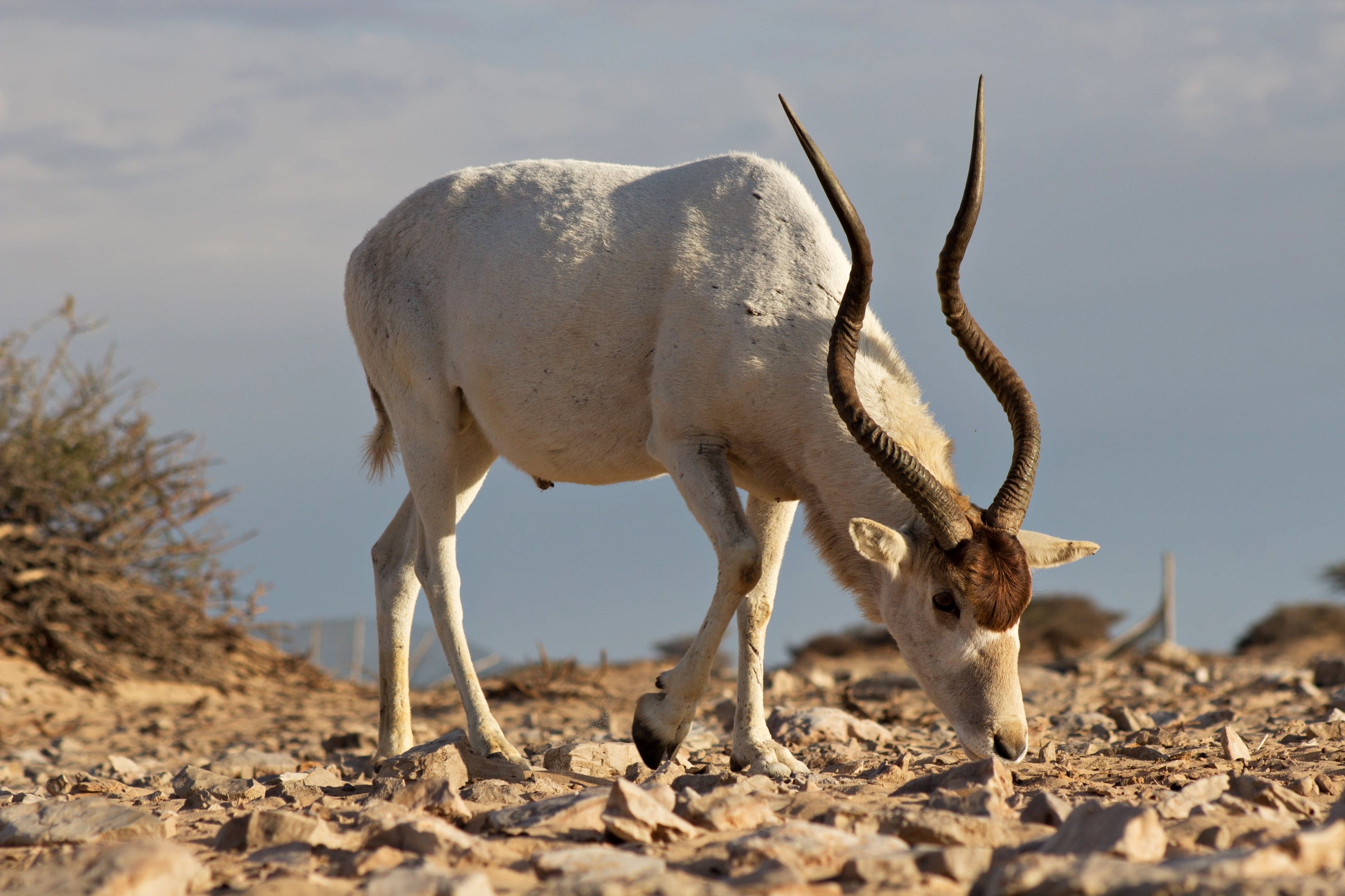 An addax antelope with long spiral horns standing on sandy desert ground