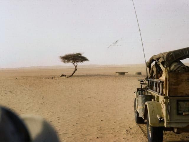 A lone acacia tree standing in a vast flat desert