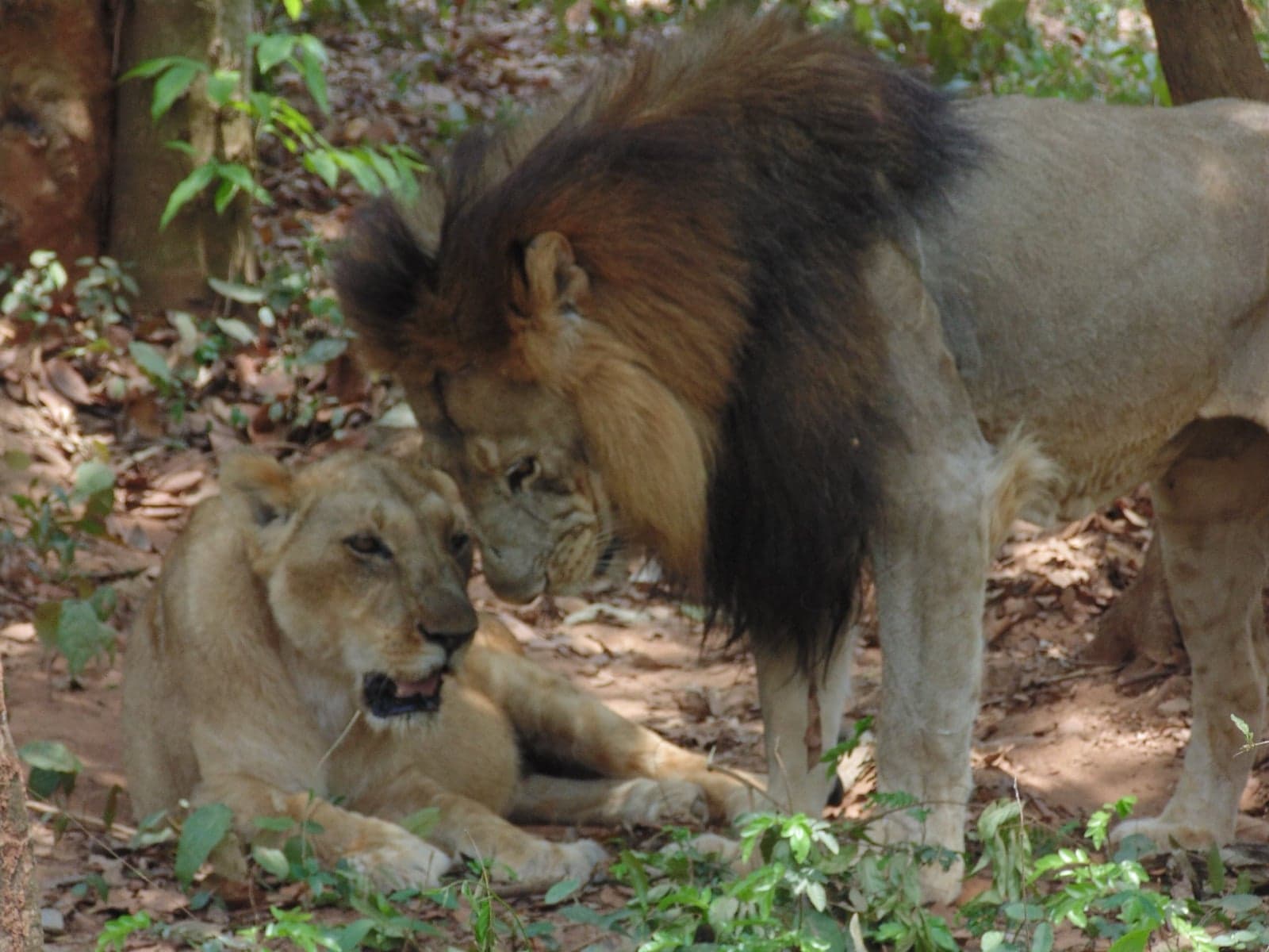 A male and female lion together in the shade