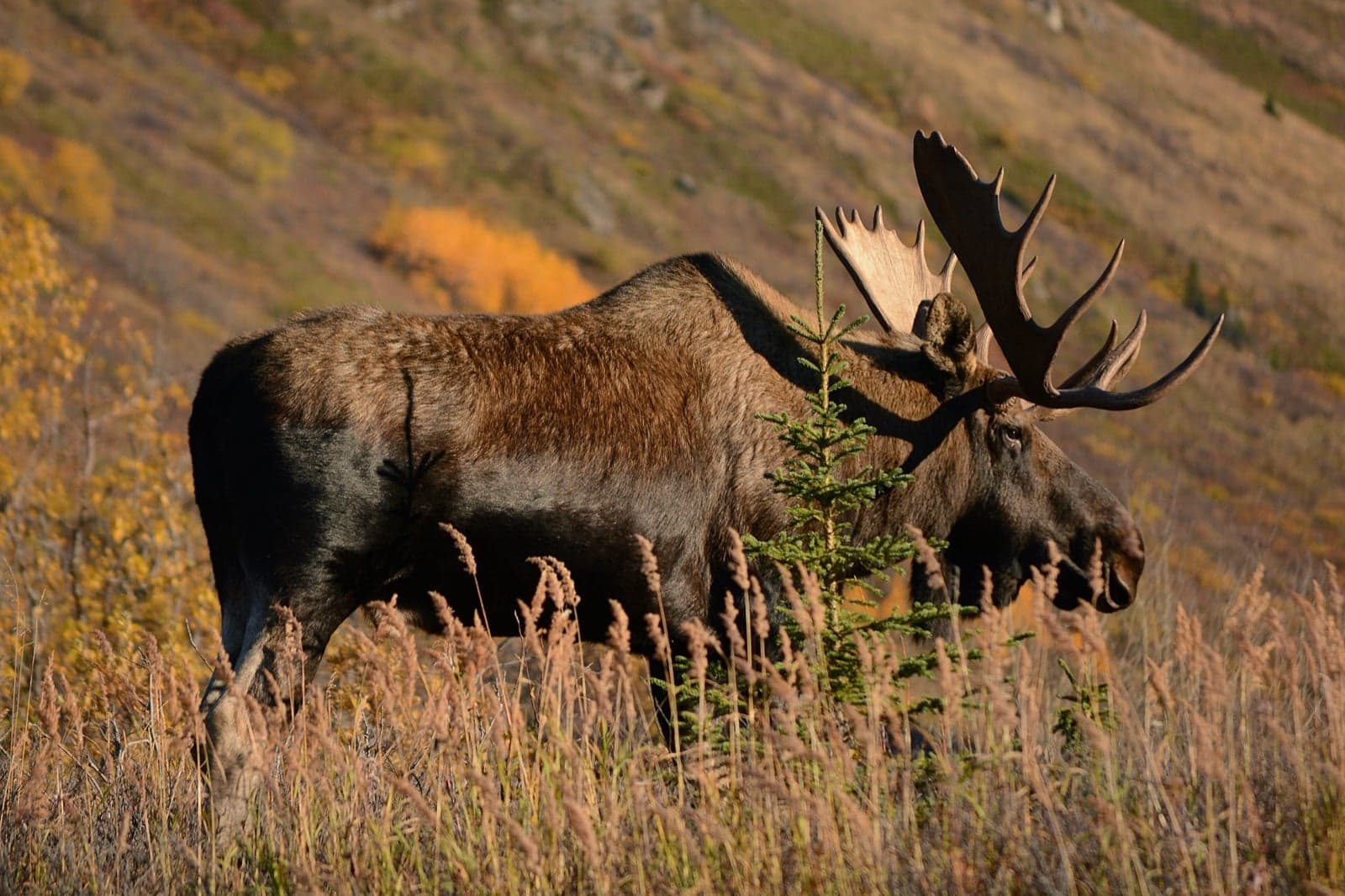 A bull moose standing in a Norwegian forest with huge palm-shaped antlers