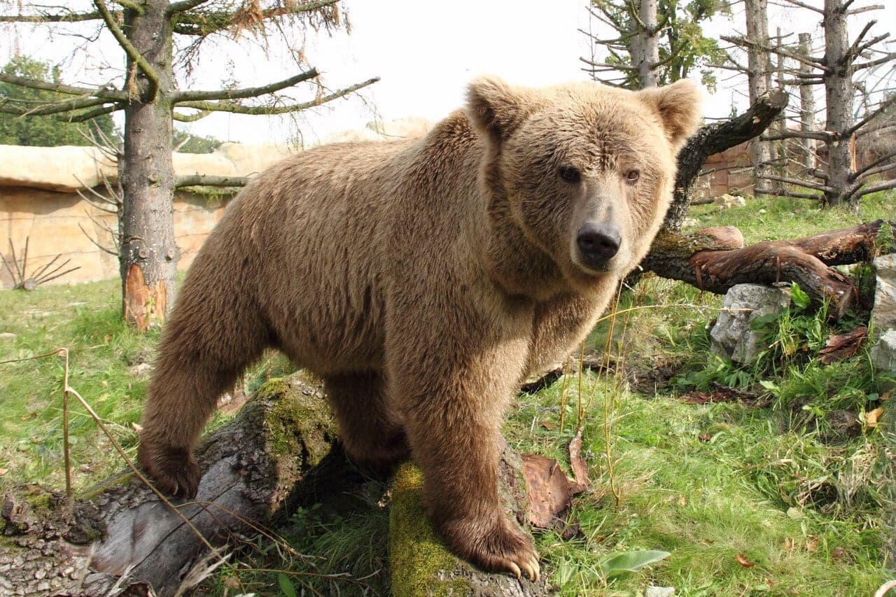 A Himalayan brown bear with thick pale fur standing on a log in a grassy area