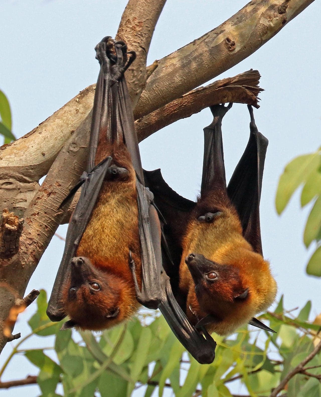 A large fruit bat hanging from a branch in the Palauan jungle, wings folded