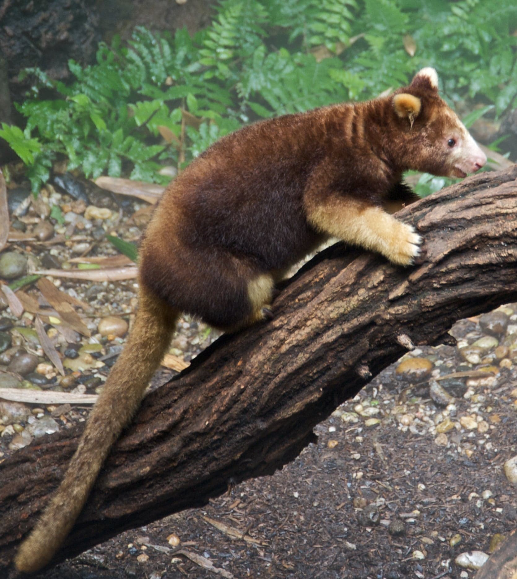 A Matschie's tree kangaroo with a chestnut and golden coat sitting on a tree branch
