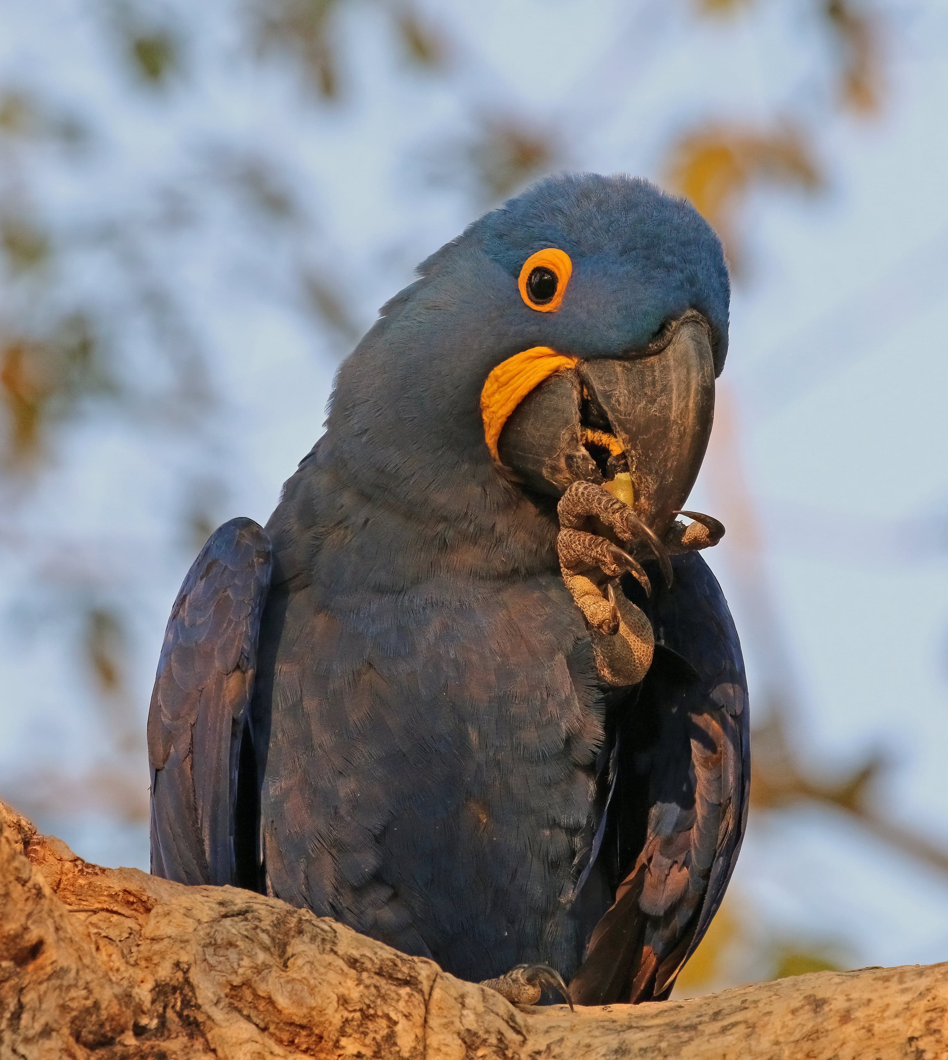 A vivid cobalt-blue hyacinth macaw perched on a branch with bright yellow eye-rings