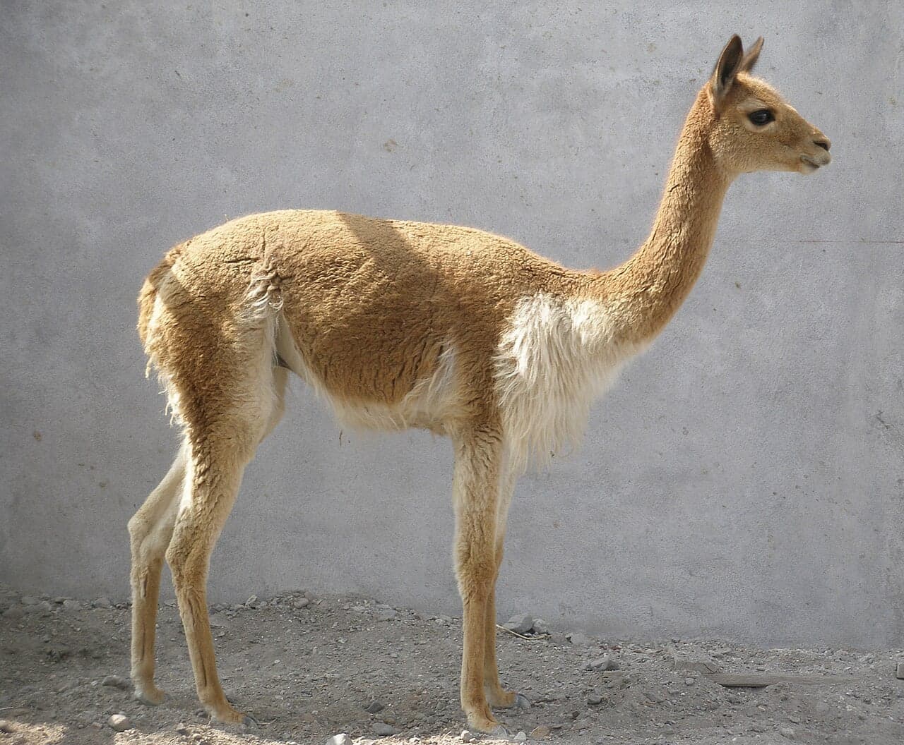 A sandy-coloured vicuña standing on a rocky slope
