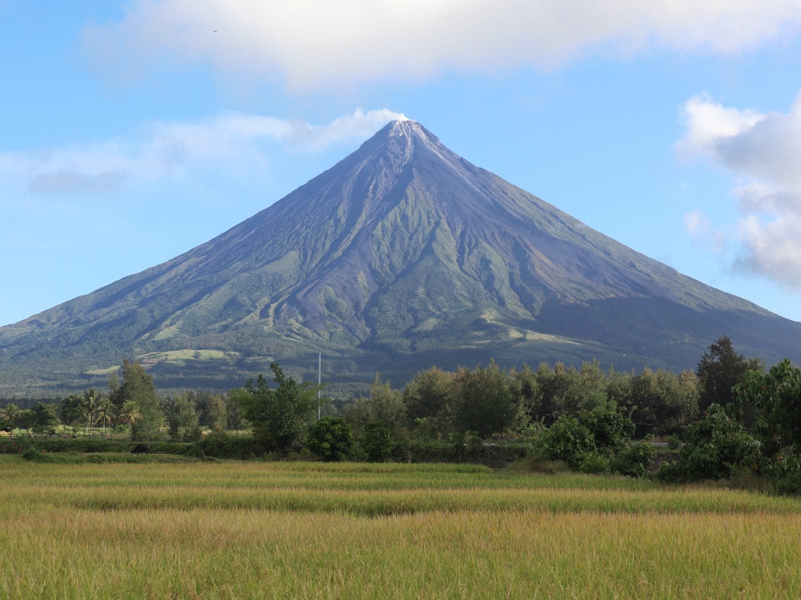 The perfect cone of Mayon Volcano rising above green rice fields