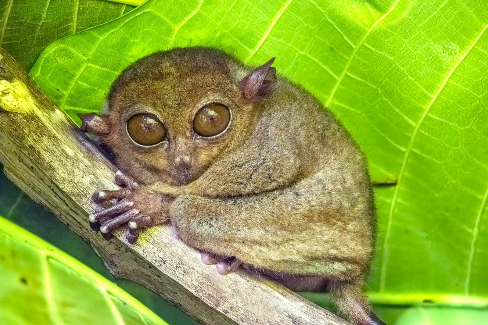 A tiny Philippine tarsier gripping a branch with both hands, huge round eyes wide open