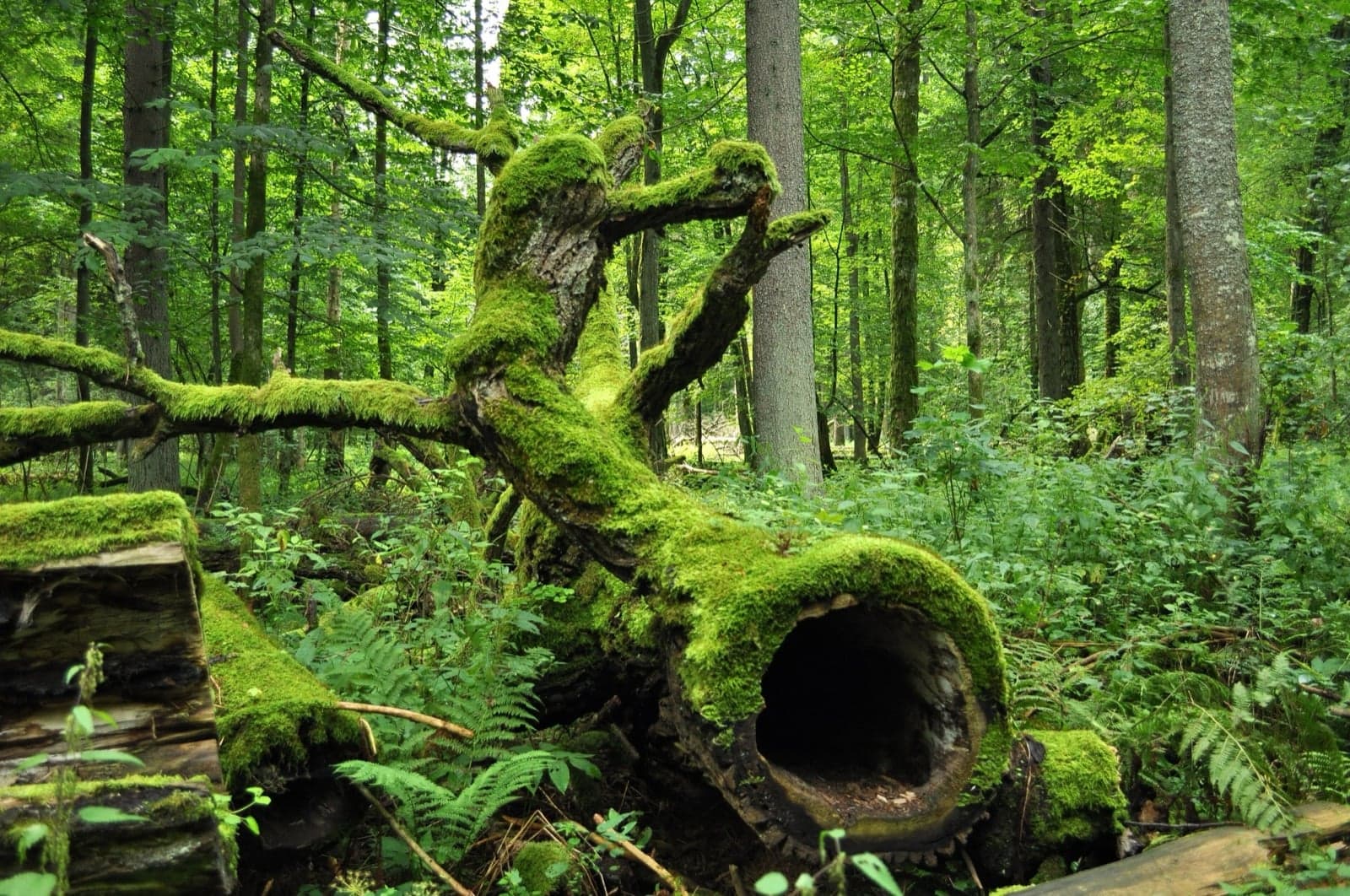 Tall ancient oaks and mossy ground in the Białowieża Forest