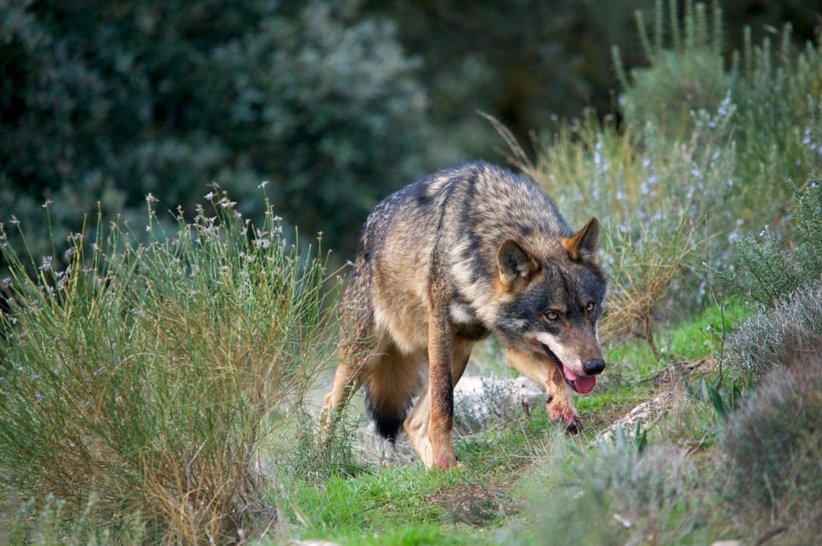 An Iberian wolf with thick grey-and-tan fur in a Portuguese forest