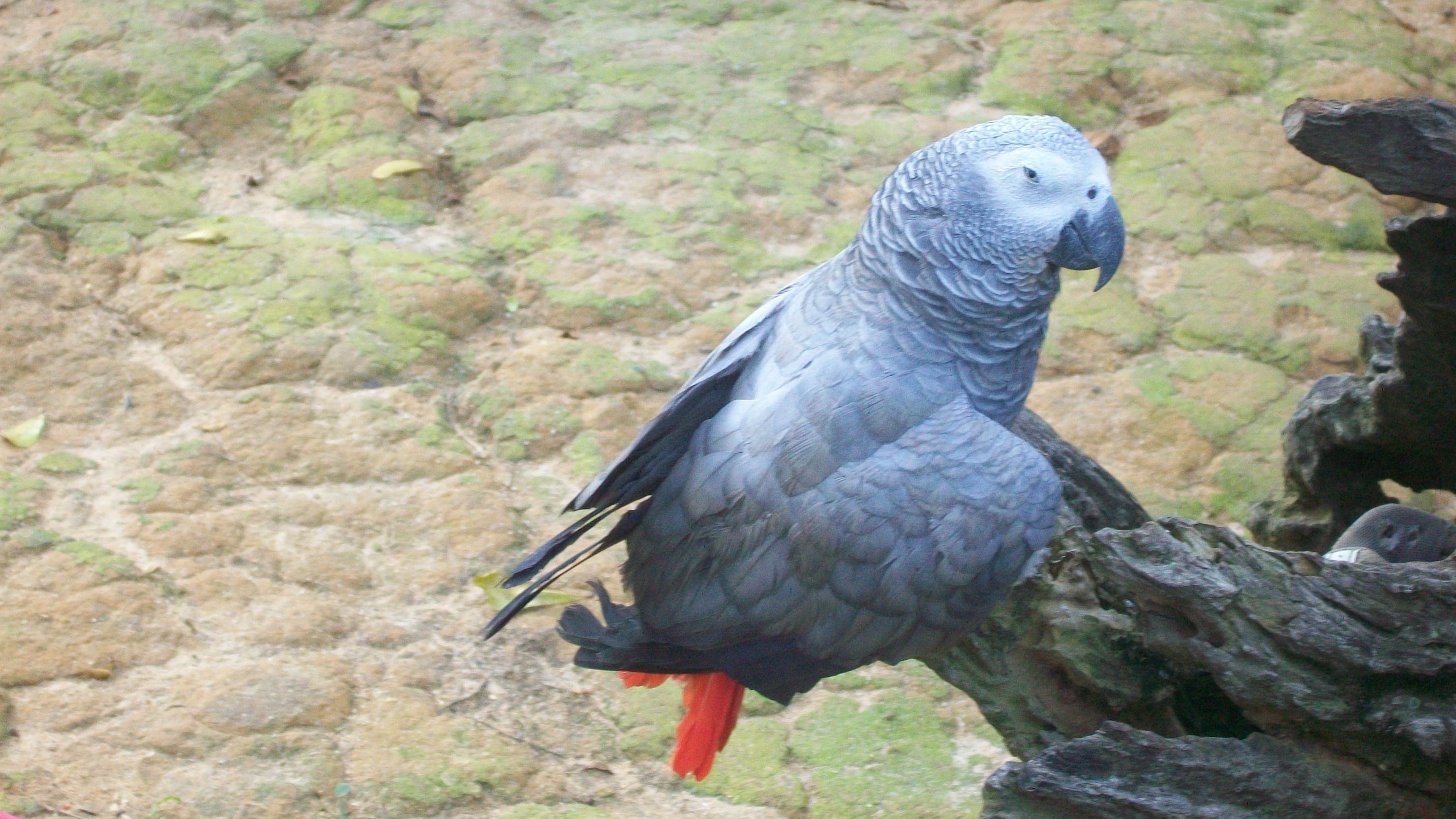 An African grey parrot perched on a branch showing its grey feathers and red tail
