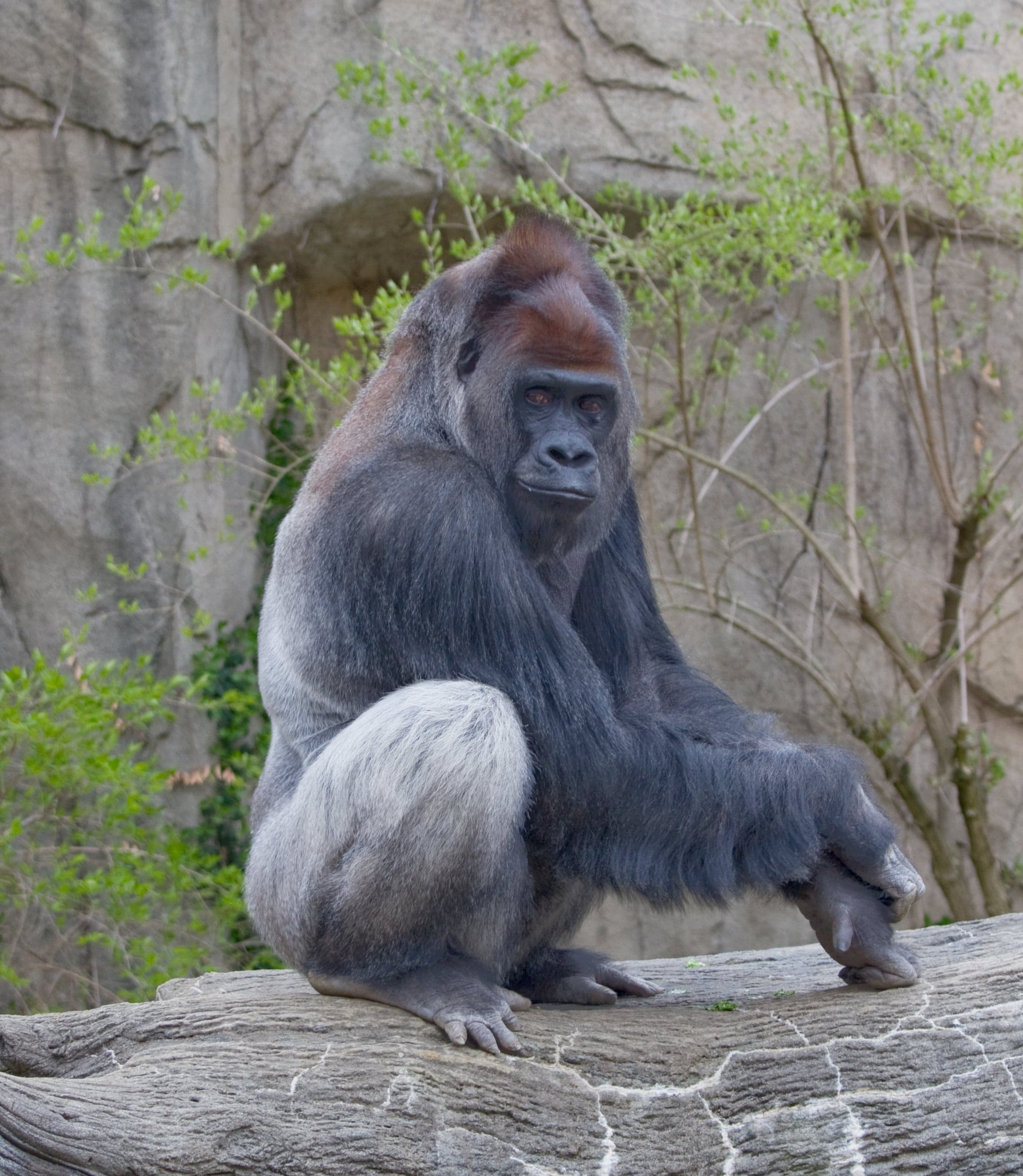 A western lowland gorilla sitting calmly in a forest clearing