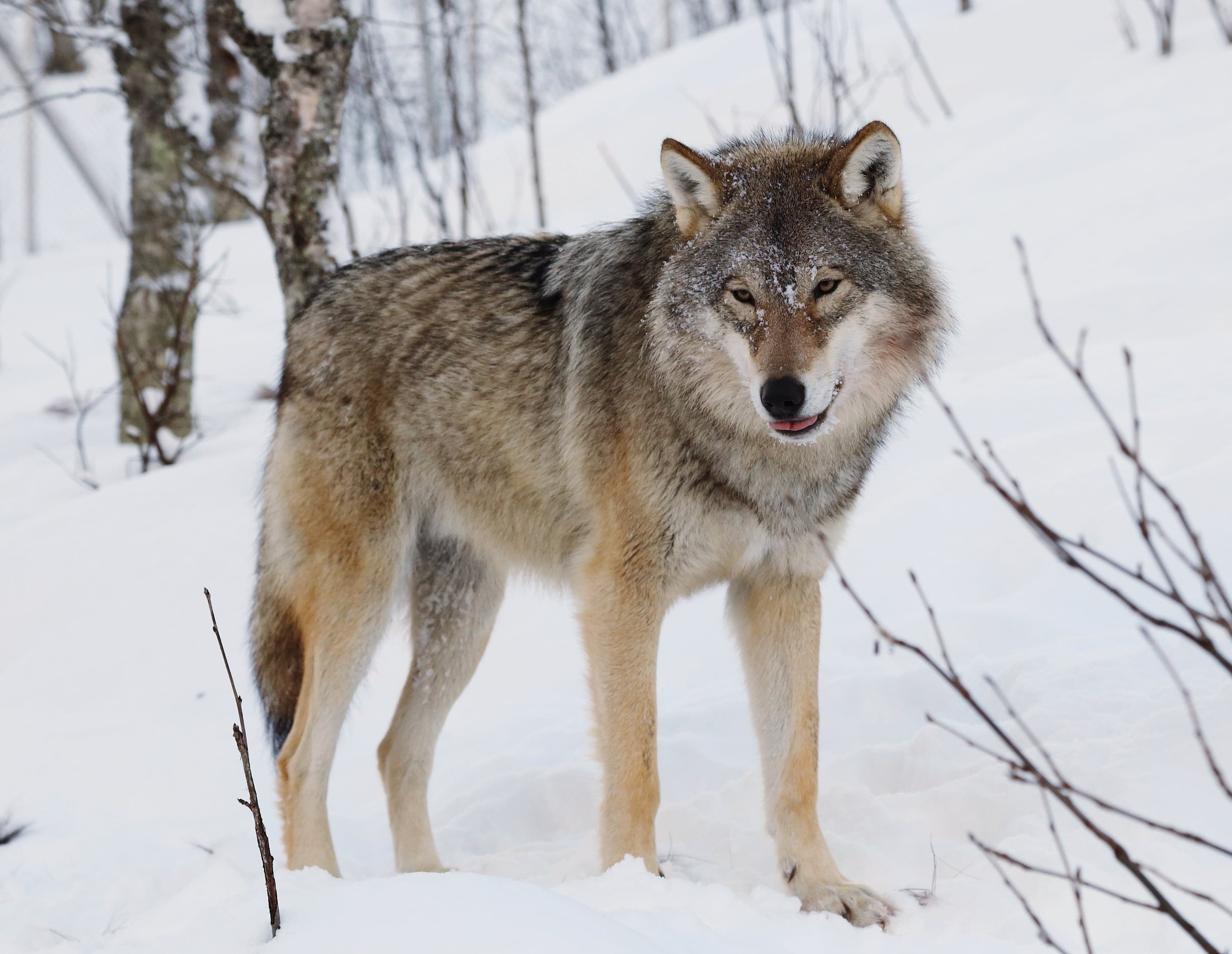 A grey wolf walking through a snowy Carpathian forest