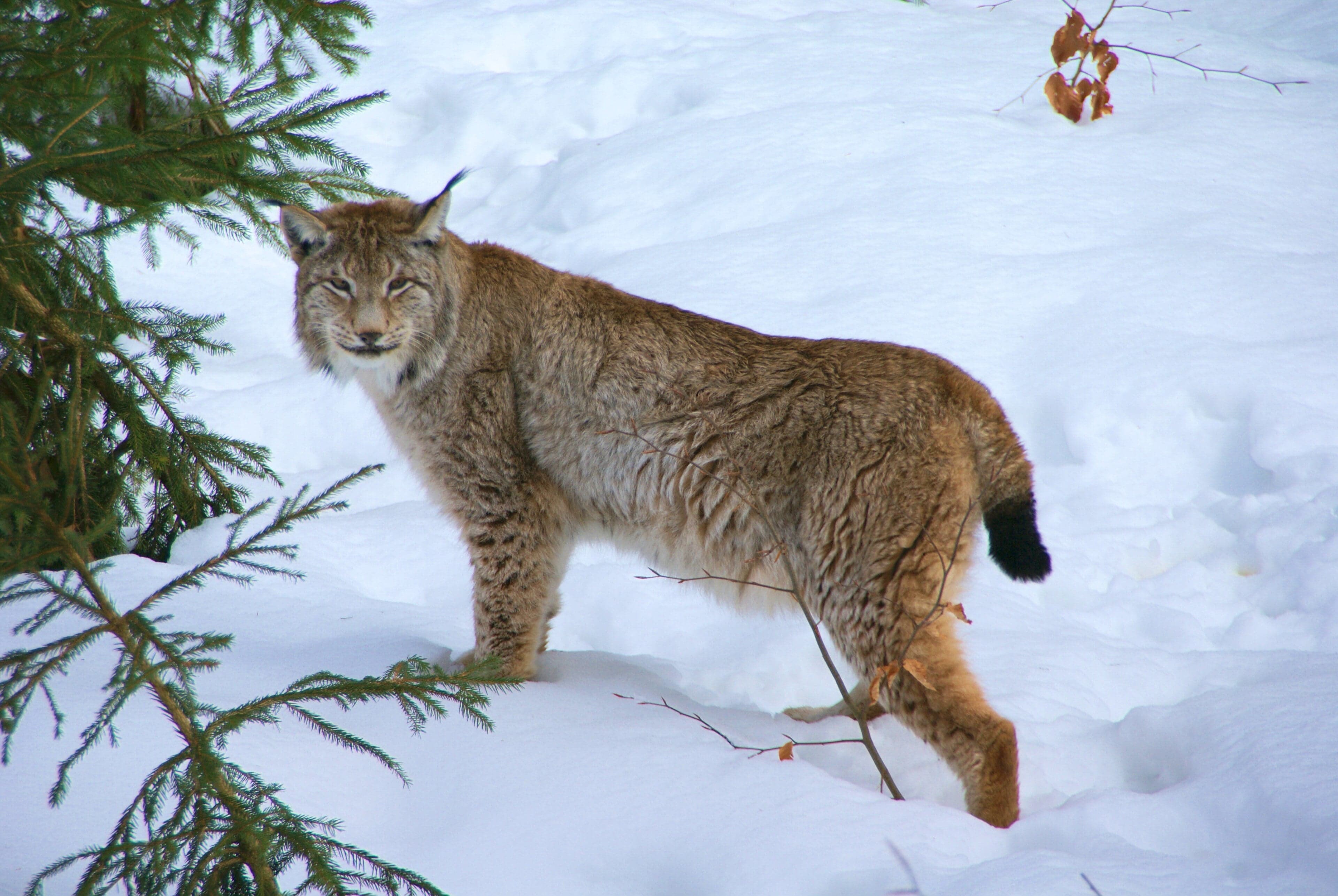 A Eurasian lynx with spotted fur and pointed ear tufts resting on a snowy log