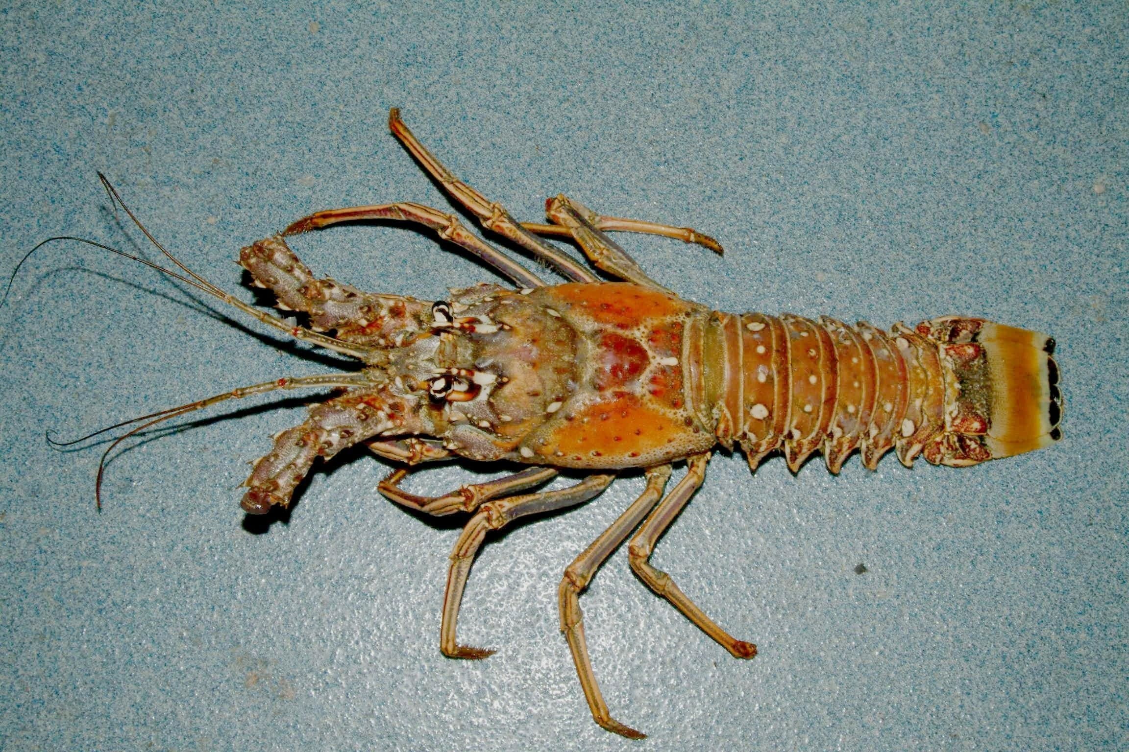 A Caribbean spiny lobster with long antennae sheltering under a coral ledge in turquoise water