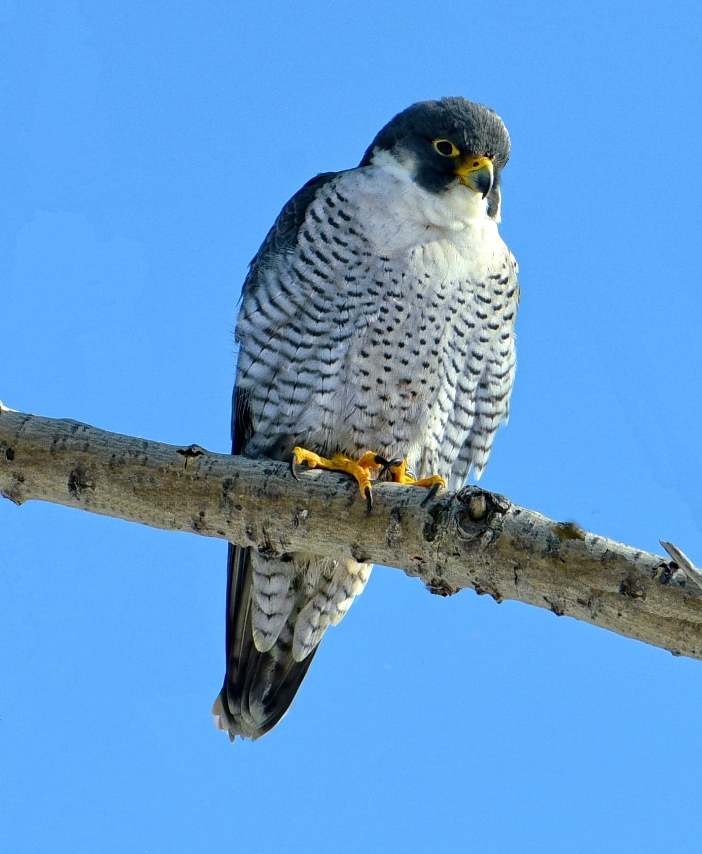 A peregrine falcon perched on a rocky cliff ledge