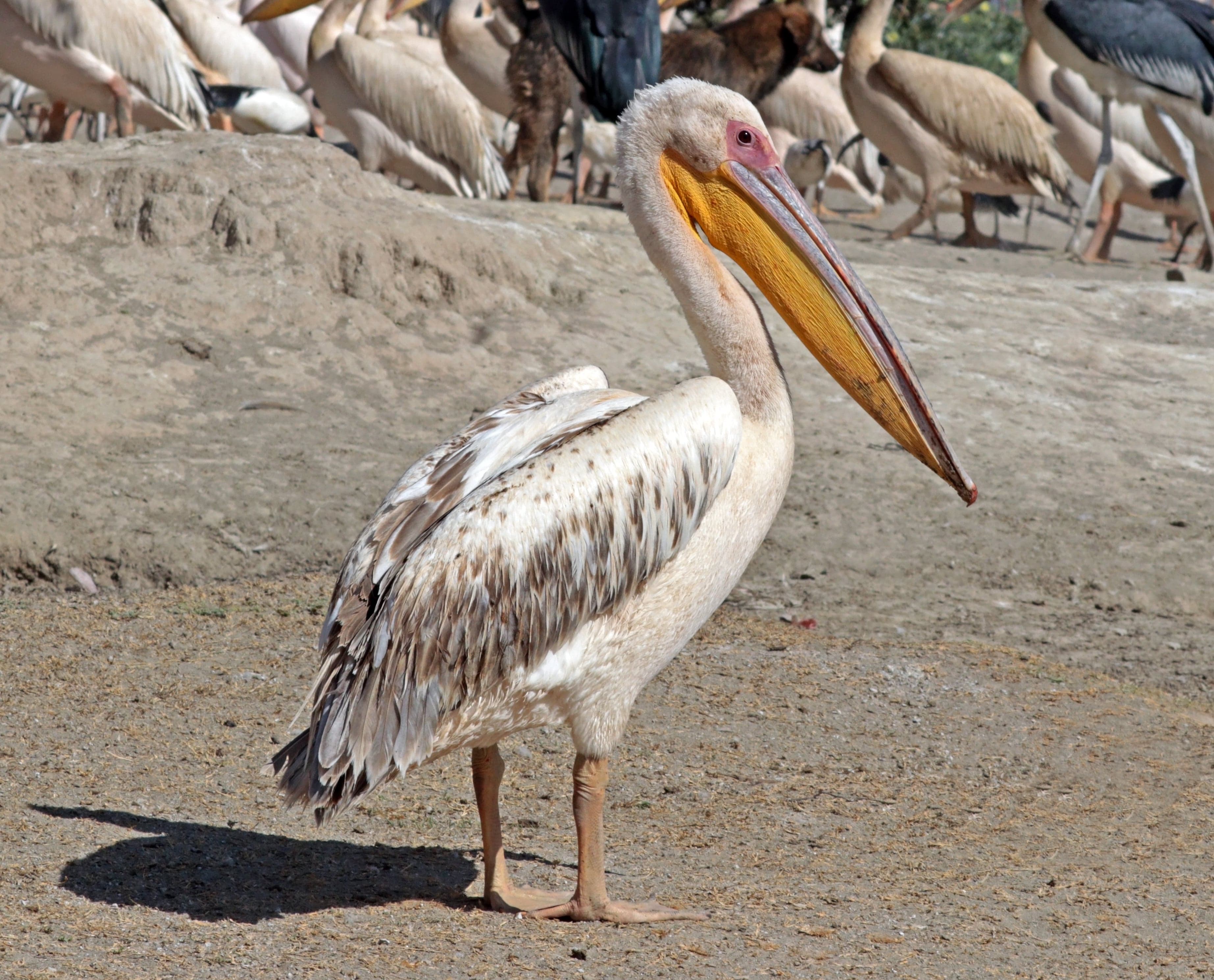 A great white pelican gliding over the water with its long bill held forward