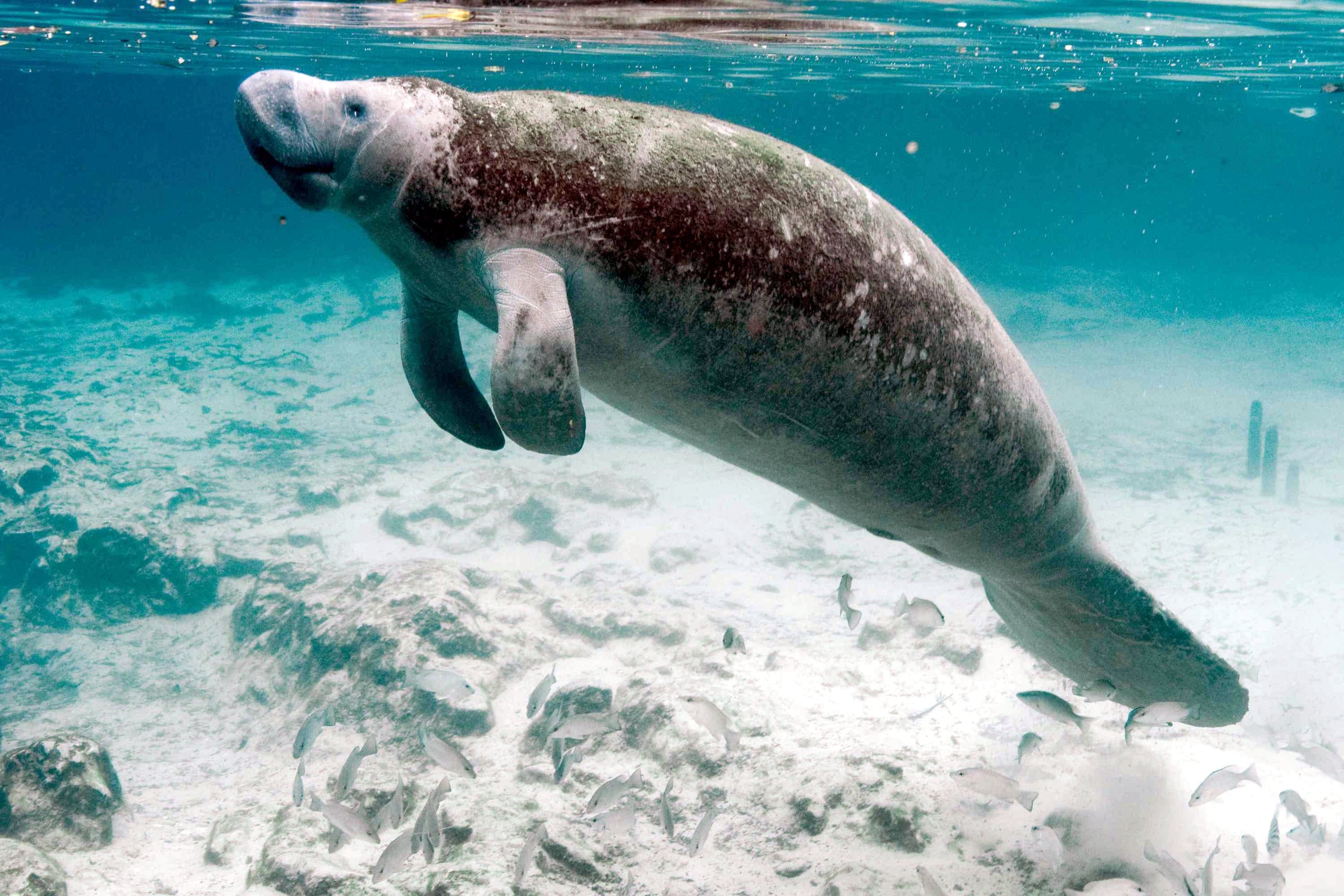 A West African manatee swimming in shallow river water