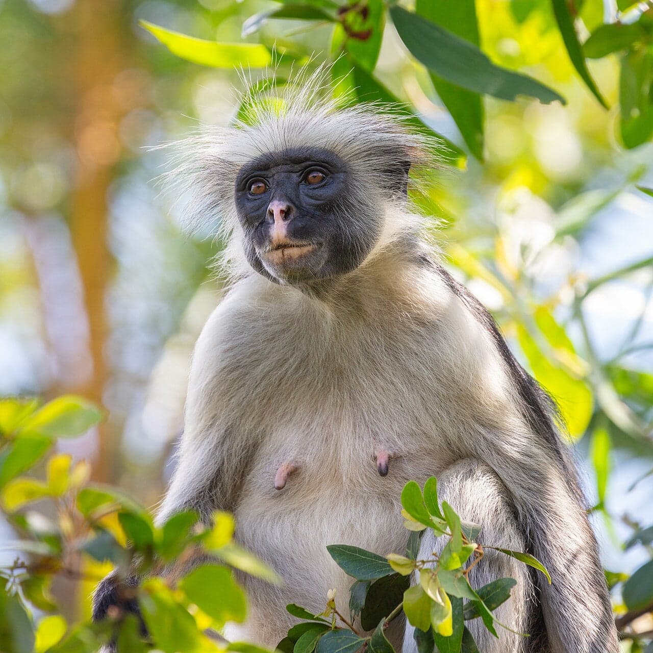 A Western red colobus monkey sitting on a forest branch