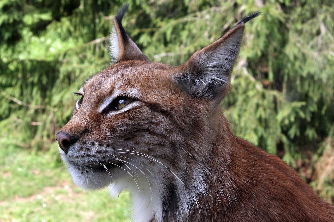 A Balkan lynx with black-tipped ear tufts looking out from forest cover