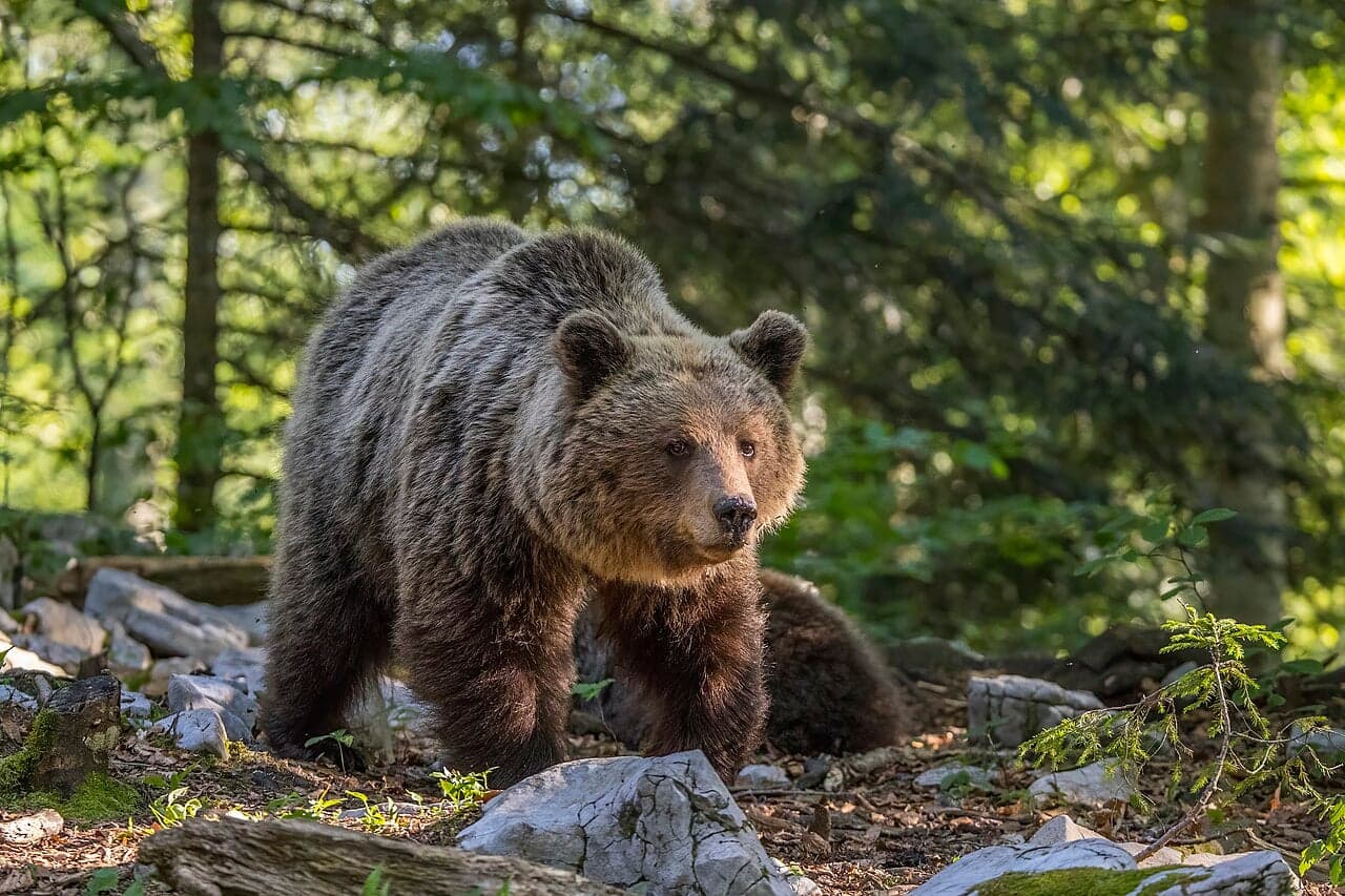A European brown bear walking through a sunlit forest