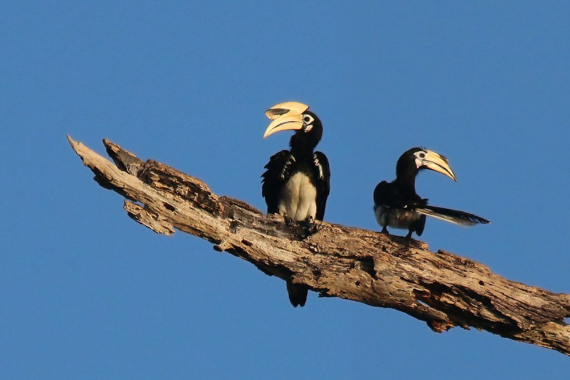 A pair of Oriental pied hornbills perched on a branch