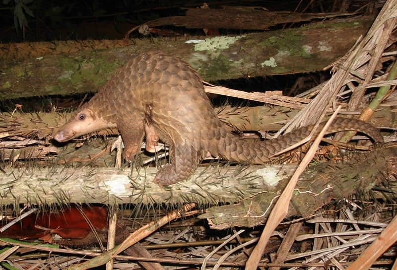 A Sunda pangolin walking on the forest floor