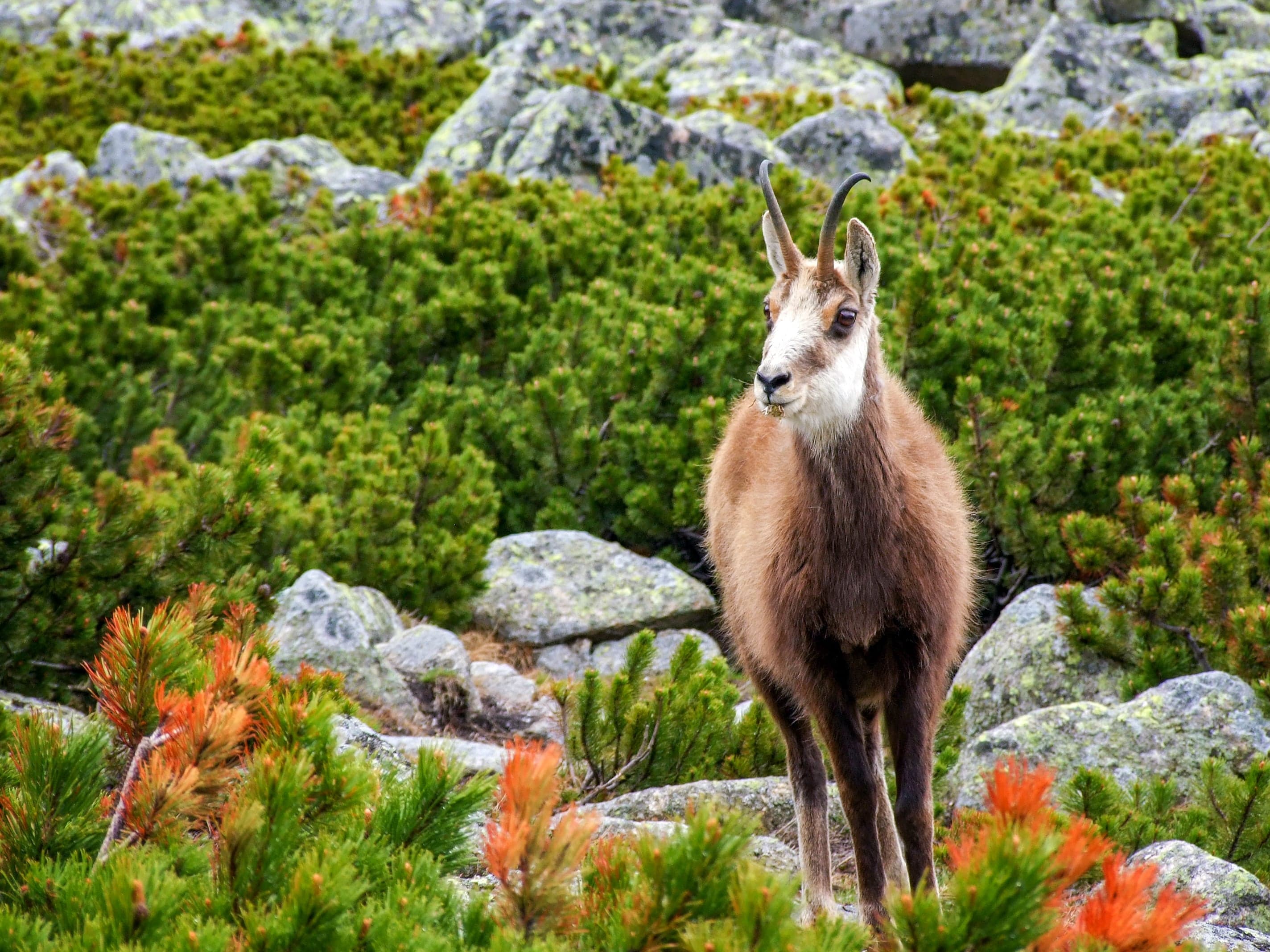 A Tatra chamois standing on a rocky mountain slope