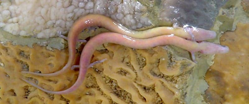 A pale pink olm swimming in cave water